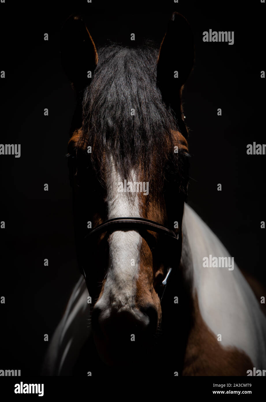 Die Kraft und Stärke der Pferde zeichnen Sie Ihr näher Stockfoto