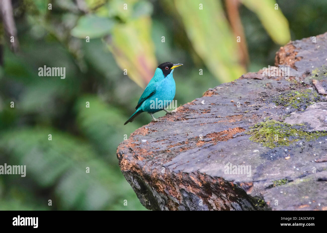 Grün (honeycreeper Chlorophanes spiza) an einem Abzweig, Podocarpus-nationalpark, Zamora, Ecuador Stockfoto