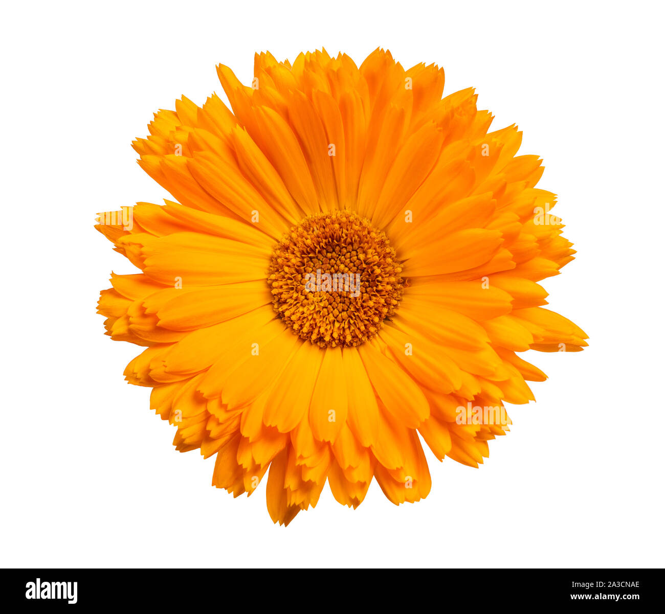 Marigold flower Isolated On White Stockfoto