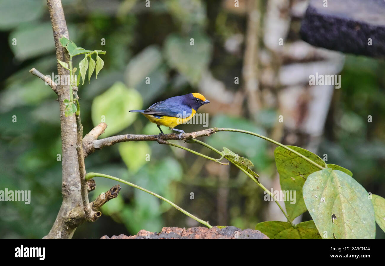 Orange-bellied euphonia (Euphonia xanthogaster), Copalinga, Podocarpus-nationalpark, Zamora, Ecuador Stockfoto