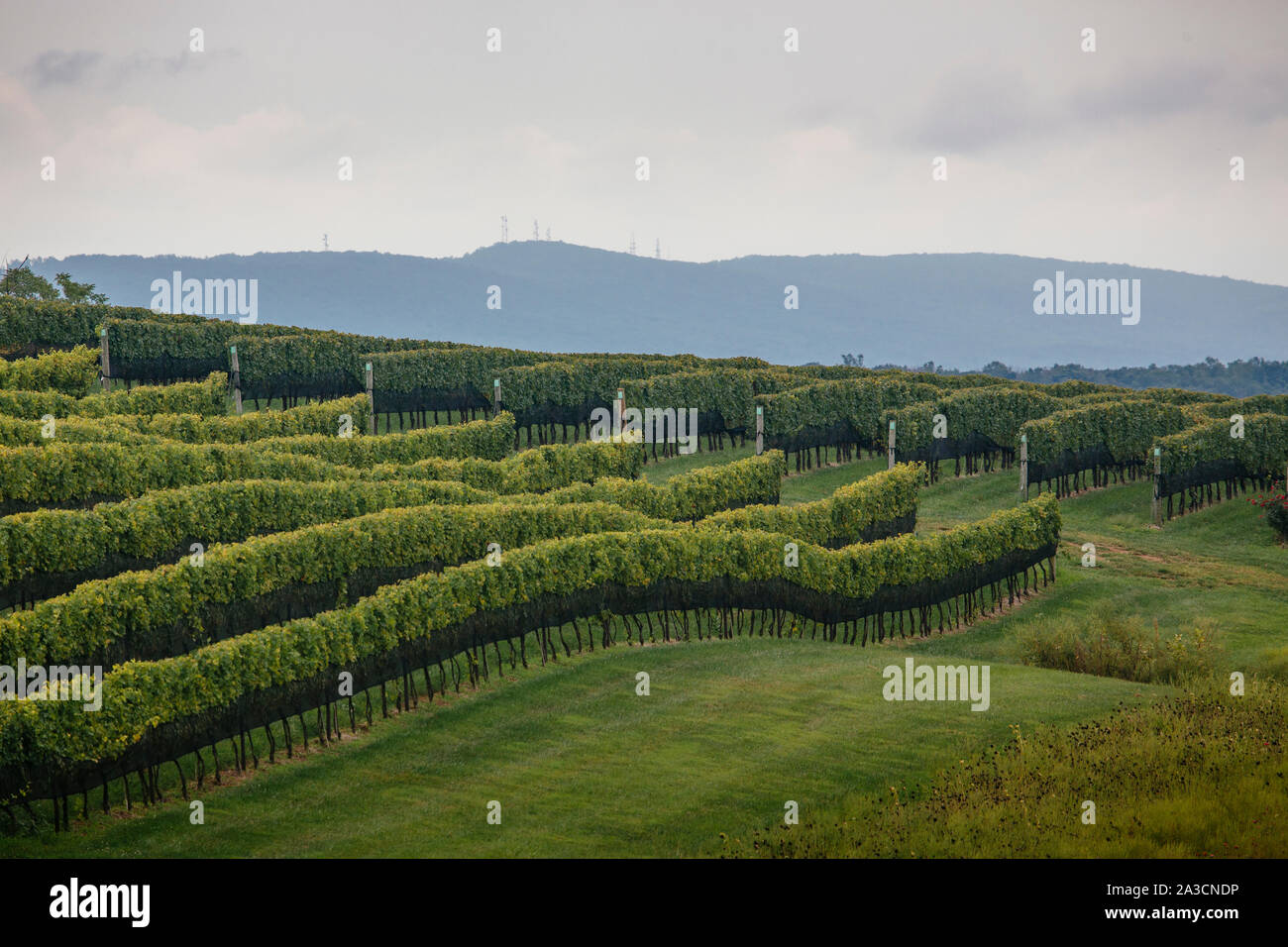 Weinberg Reben an der steinernen Turm Weingut in Leesburg, Virginia Stockfoto