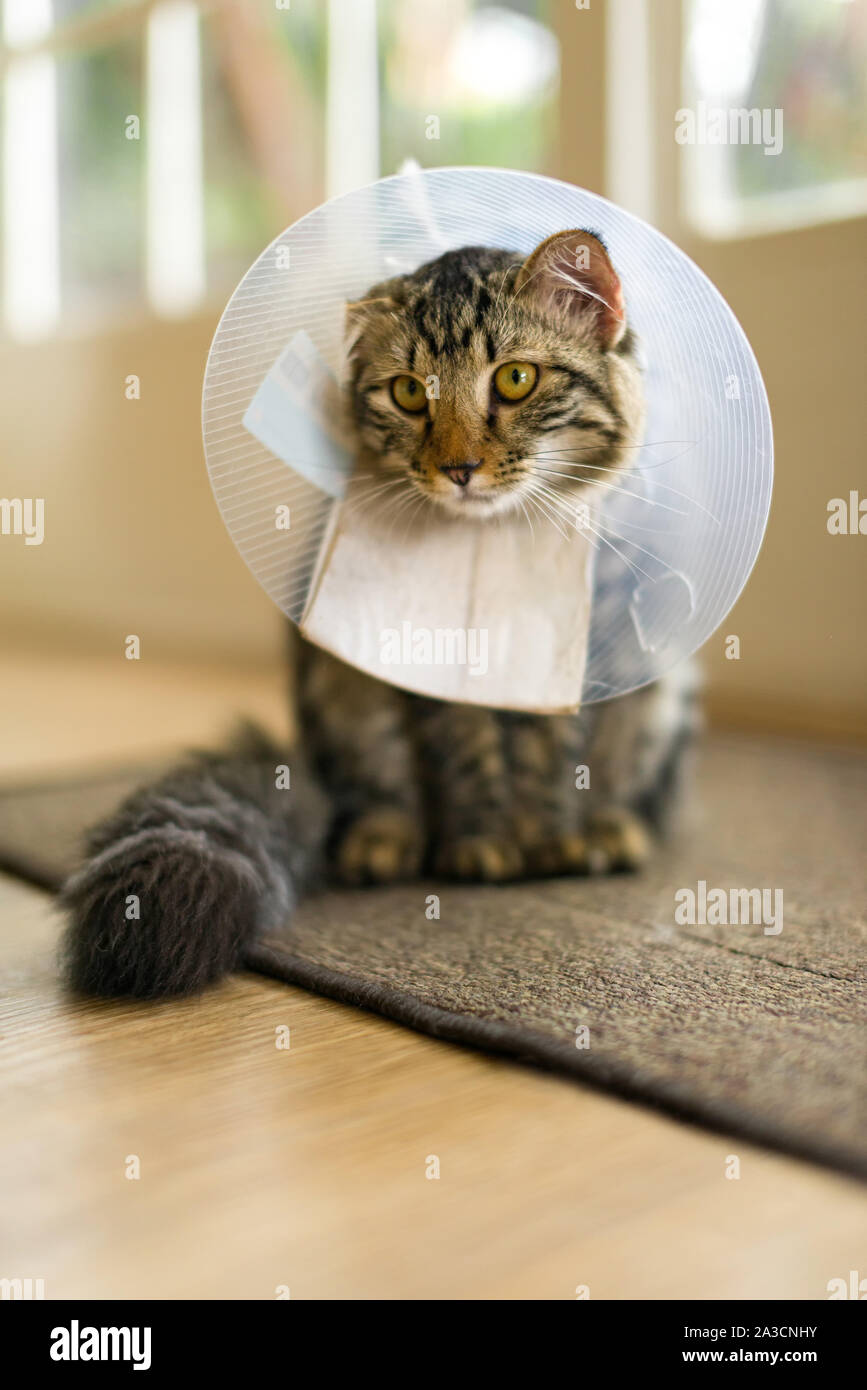 Eine Hauskatze mit einem Kunststoffring Kegel um seinen Kopf nach der Operation zu Pflege verhindern. Häufig einen Kegel von Scham genannt, Halskragen. Stockfoto