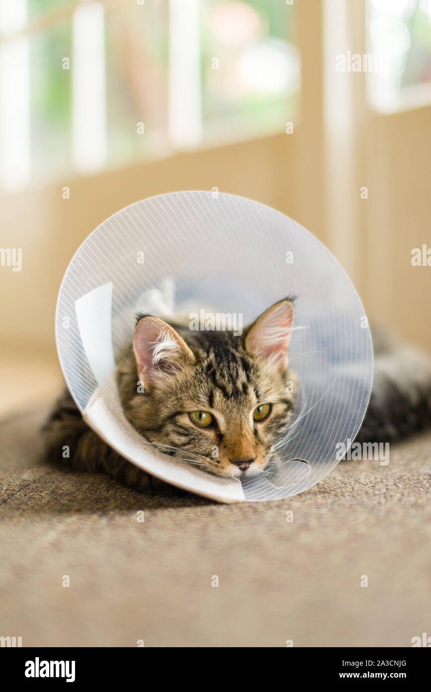 Eine Hauskatze mit einem Kunststoffring Kegel um seinen Kopf nach der Operation zu Pflege verhindern. Häufig einen Kegel von Scham genannt, Halskragen. Stockfoto