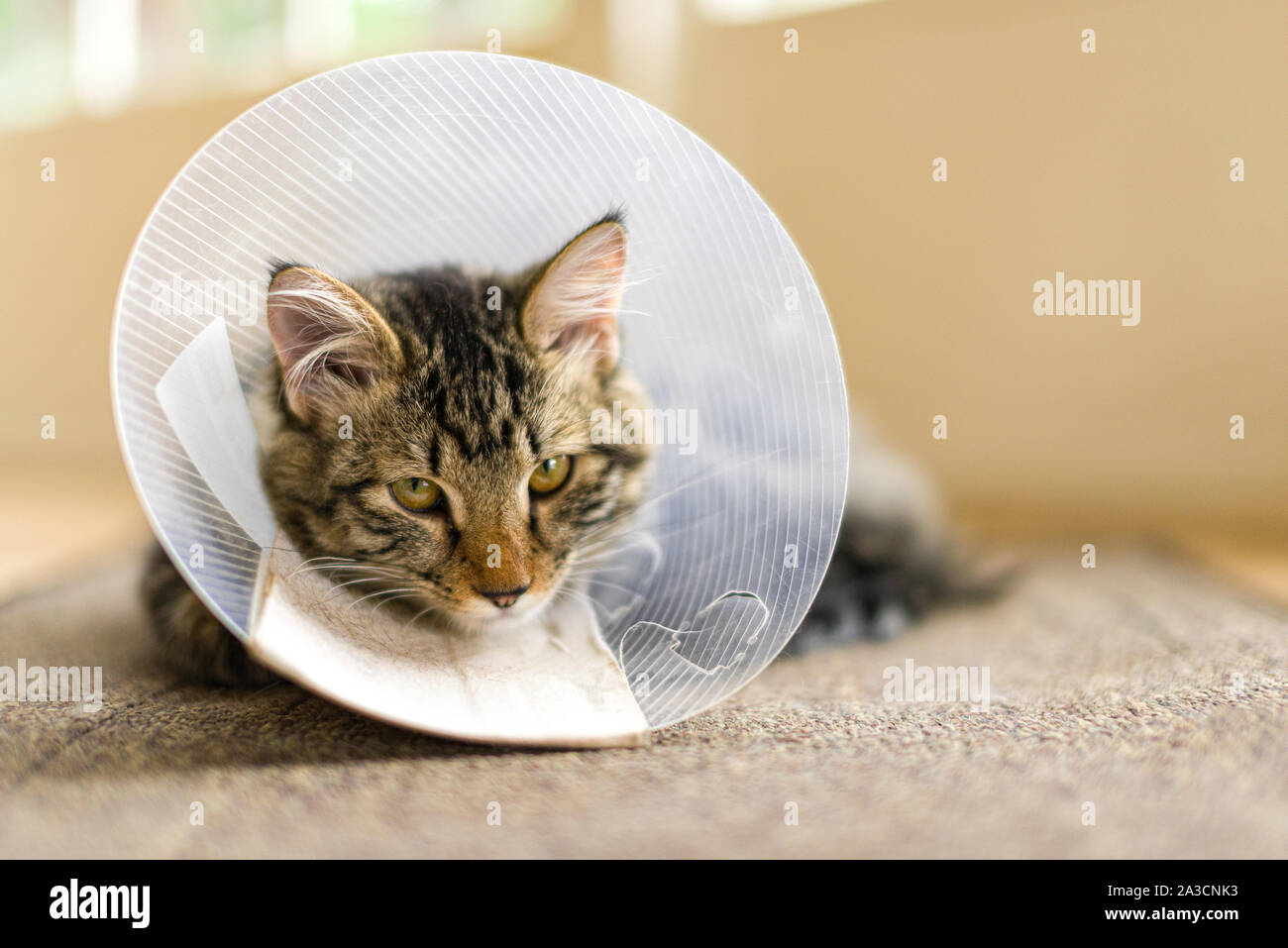 Eine Hauskatze mit einem Kunststoffring Kegel um seinen Kopf nach der Operation zu Pflege verhindern. Häufig einen Kegel von Scham genannt, Halskragen. Stockfoto