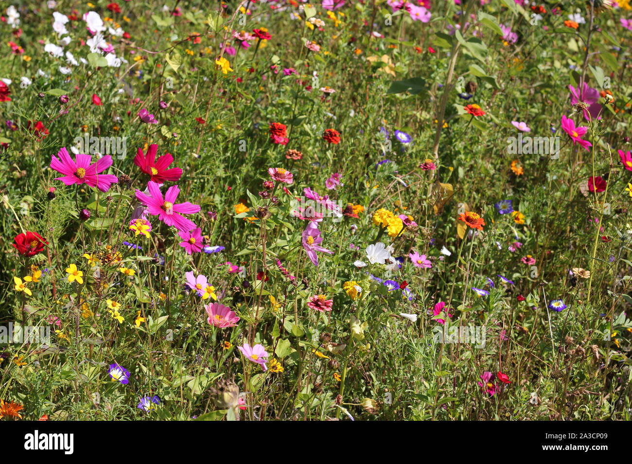 Wilder Garten mit Blumenmix. Blumenwiese, Kosmosblumen, Bärenblätter, Zinnien, Bindunkraut und andere Bienenblüten. Stockfoto