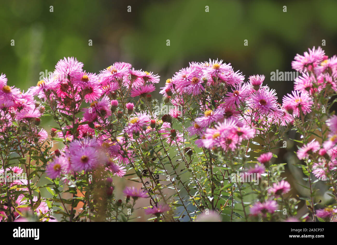 Buschen von australischen Gänseblümchen vor einem verschwommenen grünen Hintergrund, oben Platz für Text. Stockfoto