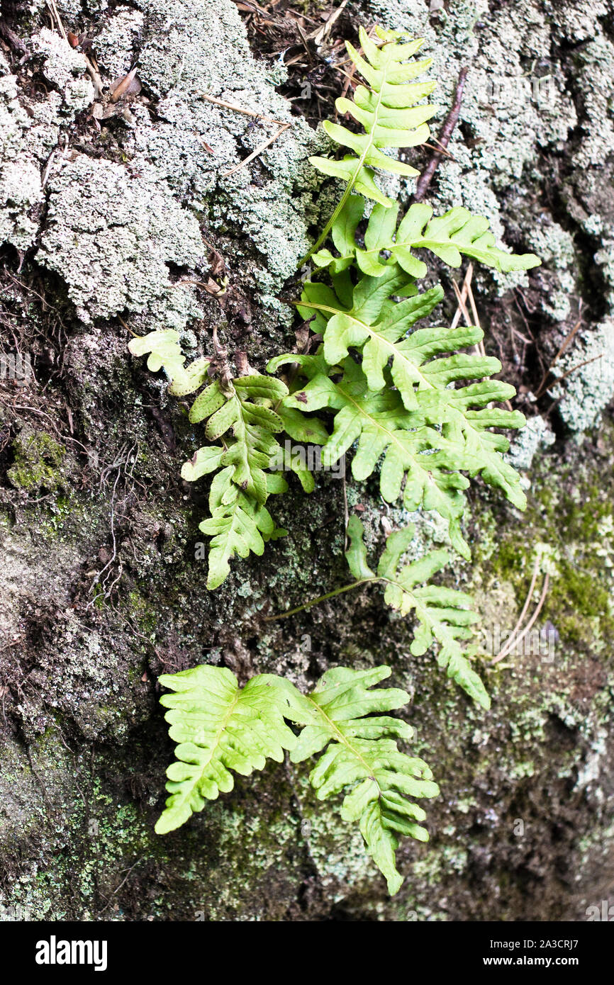 Anlage (polypodiaceae Polypodium vulgare) auf Rock mit Litschi und Moss Stockfoto