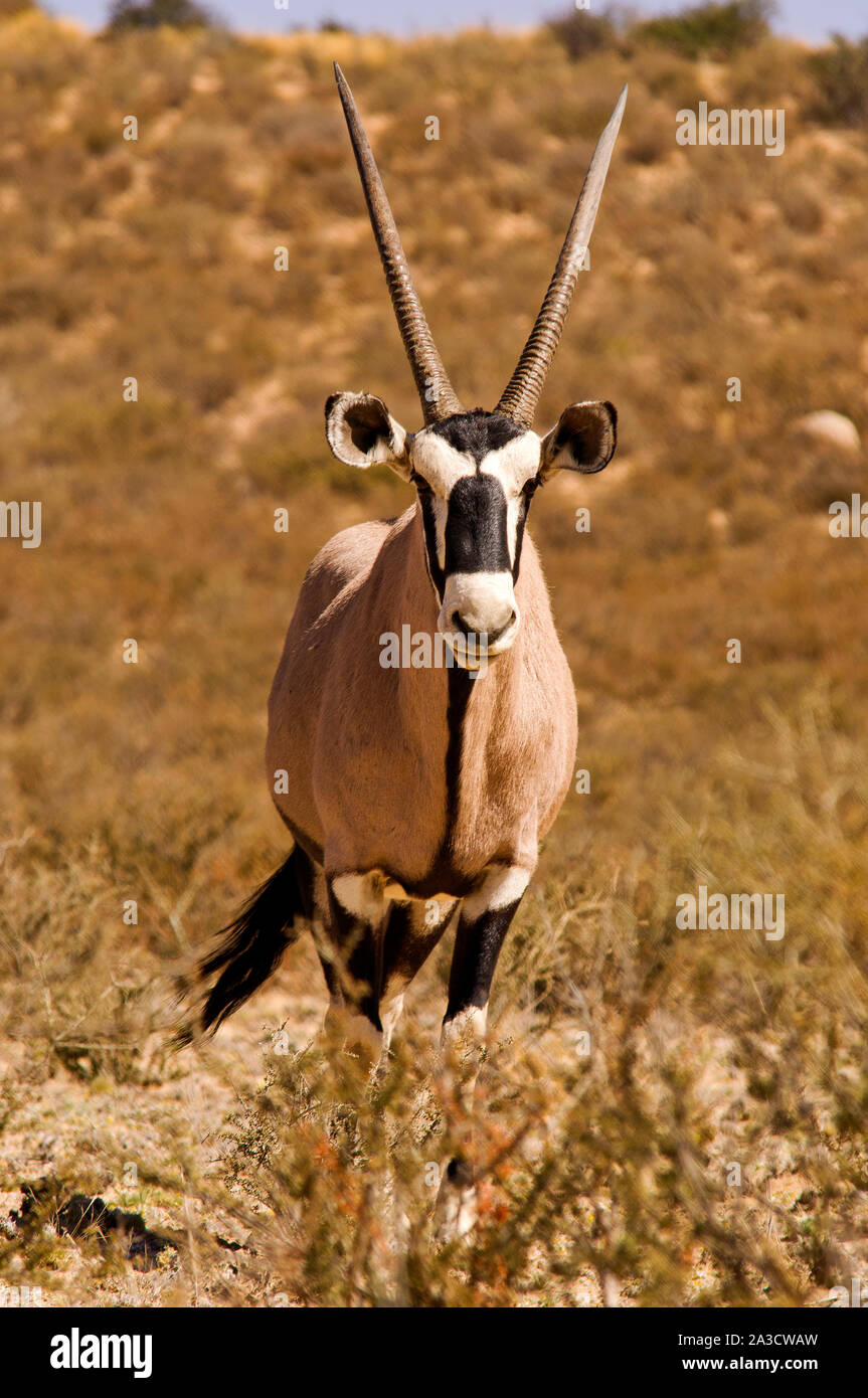 Oryx oder Orix anthelope im Kgalagadi Transfontier Park, Südafrika Stockfoto