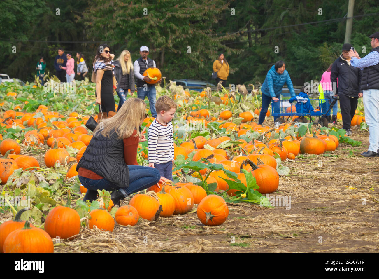 Leute, die einen Kürbis für Halloween in der Krause Berry Farm & Estate Winery in Langley, B. C., Kanada, suchen. Oktober 2019. Stockfoto