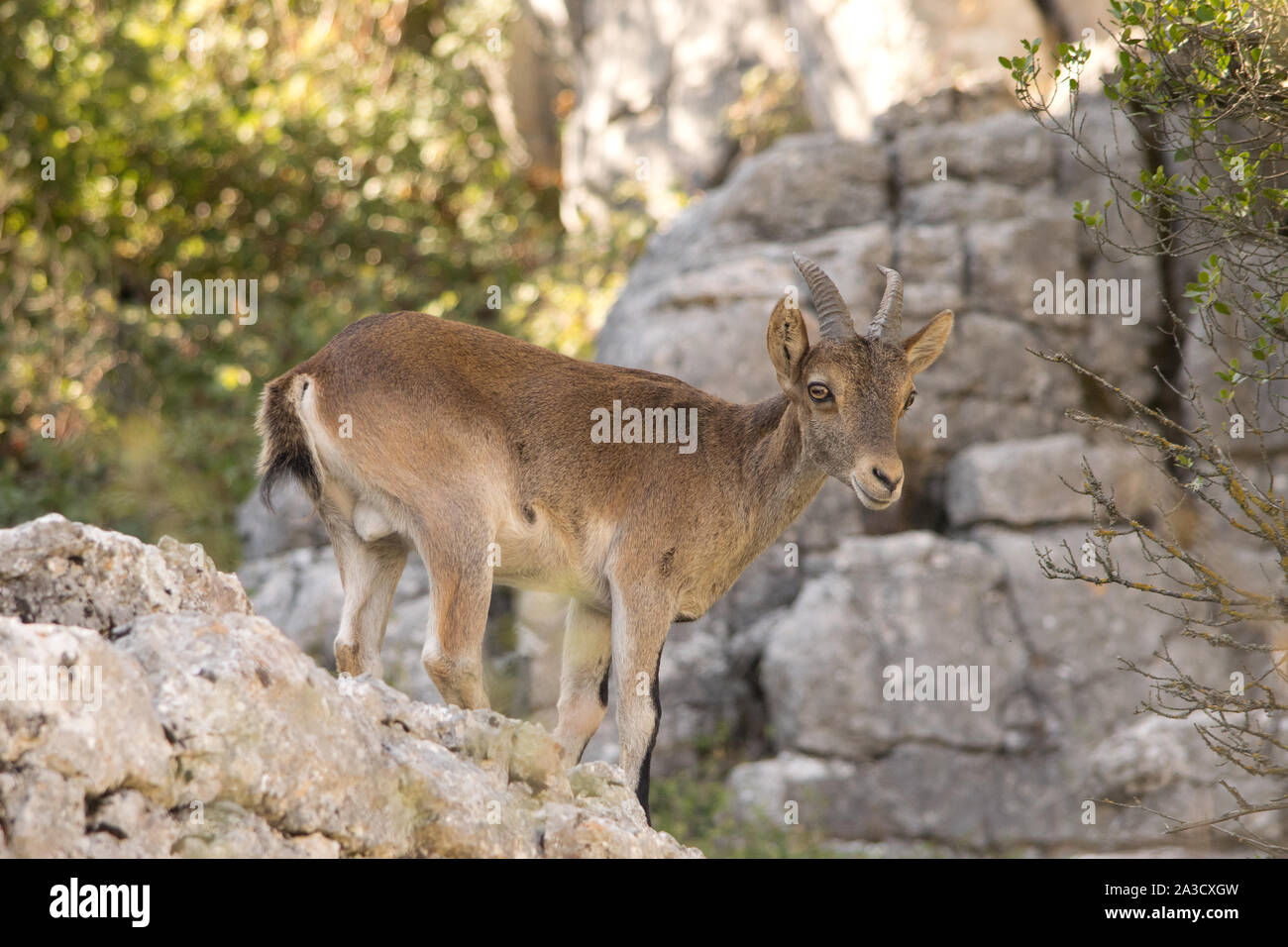 Iberische Steinböcke in der Wüste. Spanien. Stockfoto