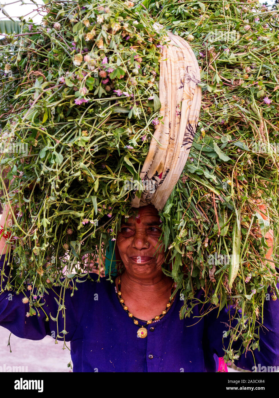 Indische Frau, die Rinder Futter an Powalgarh Dorf, Uttarakhand, Indien Stockfoto