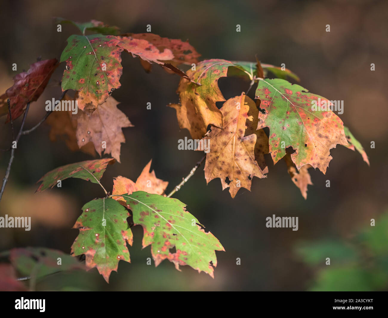 Hell Grün, Braun, Rot und Orange farbige amerikanische Eiche (Quercus rubra) Blätter im Herbst Saison Stockfoto