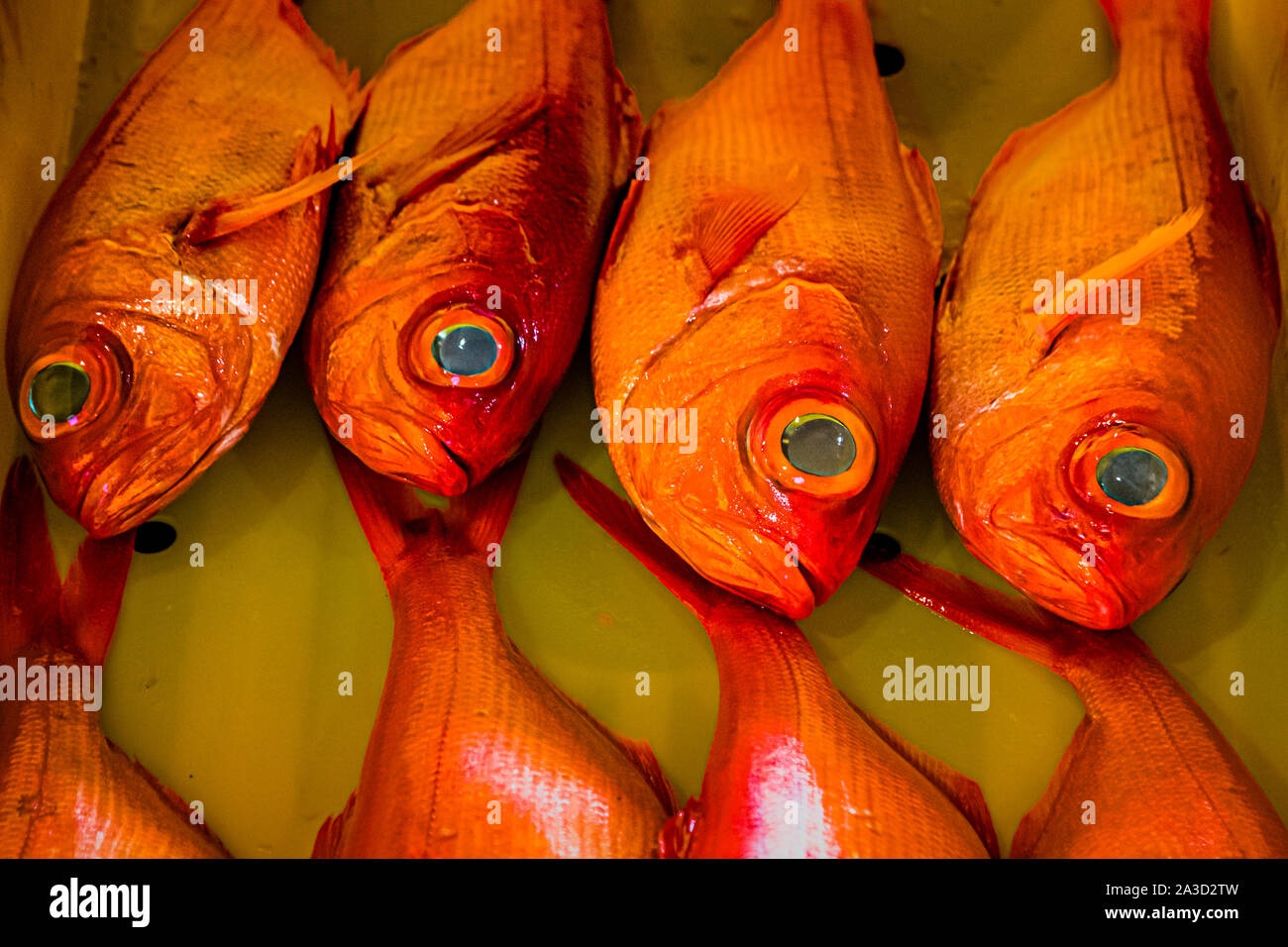 Kinmedai (Goldener Schnapper) bei der Fischauktion in Yaidu, Japan Stockfoto