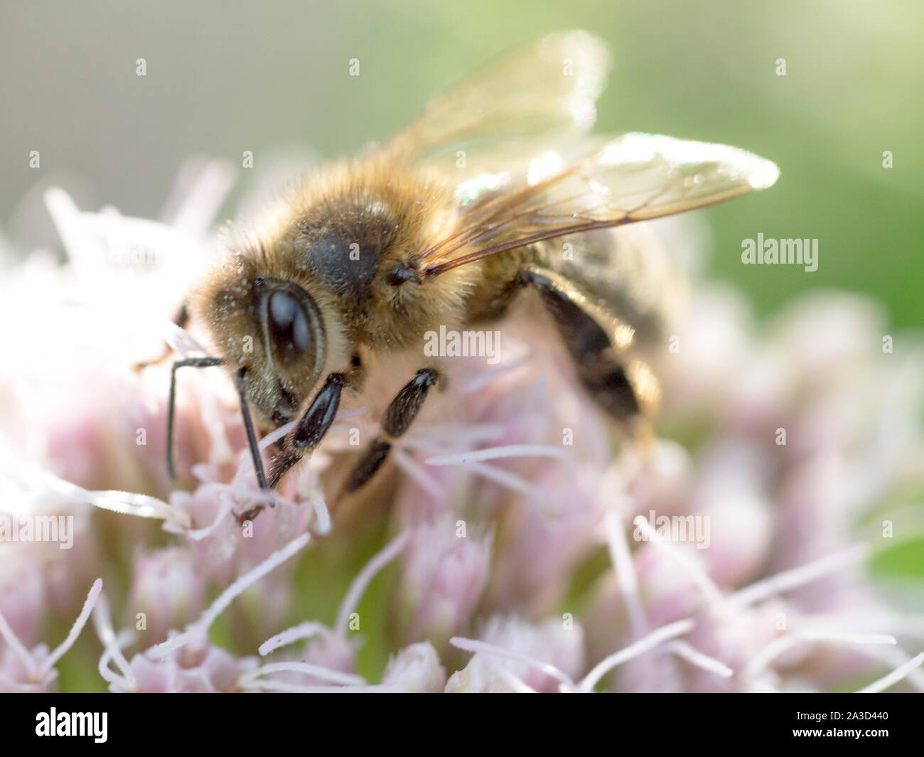 Die europäische Honigbiene (Apis mellifera), die auf Hanf - agrimony (Eupatorium cannabinum) Blüte Stockfoto