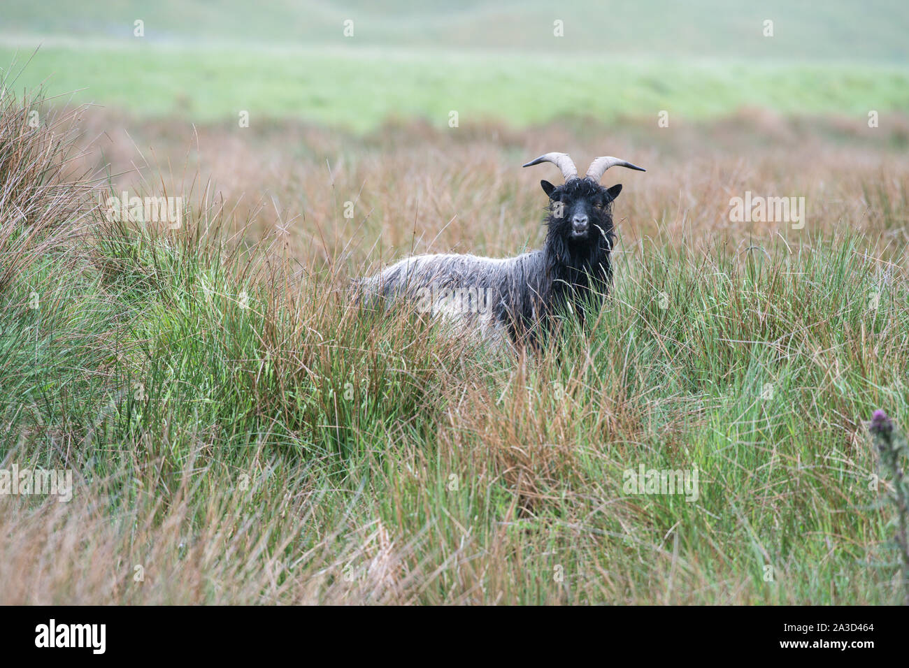Wilde Ziege, Strathdearn, Cairngorm National Park, Schottland Stockfoto