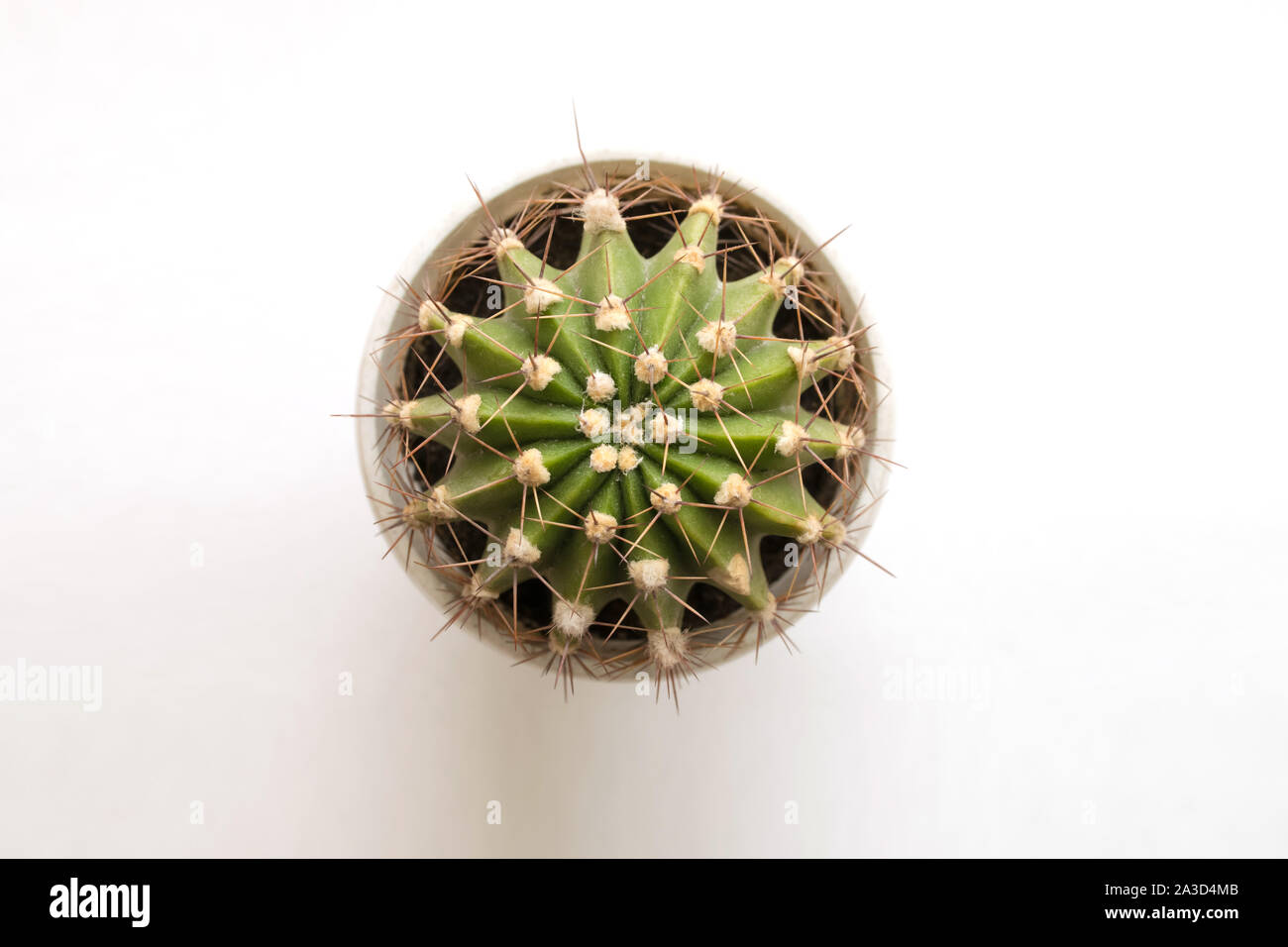 Kleine Kaktus auf weiem Hintergrund. Ansicht von oben. Freien  Speicherplatz Stockfotografie - Alamy
