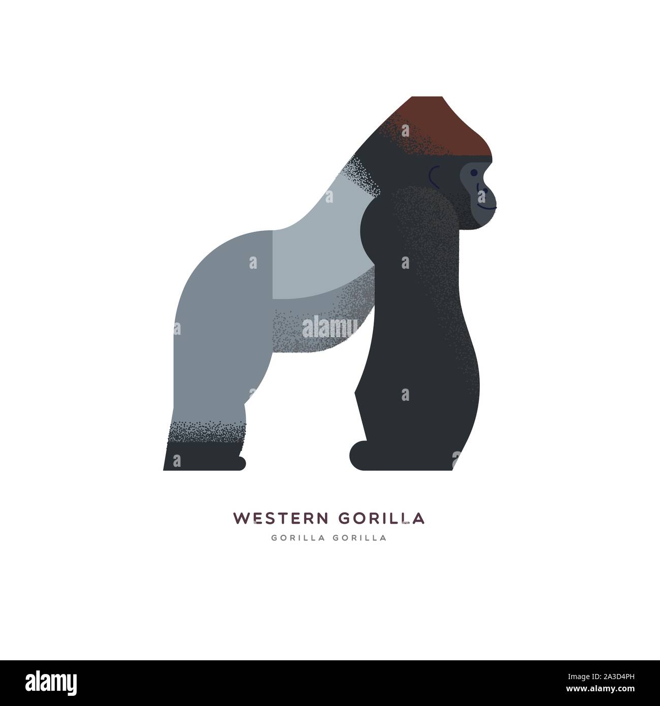 Western gorilla Abbildung auf isoliert weißer Hintergrund, African Safari animal Konzept. Pädagogische wildlife Design mit Pflanzenarten Name Label. Stock Vektor