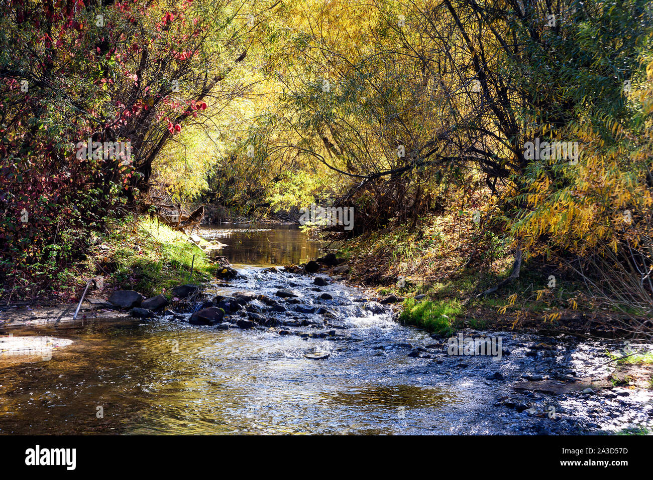 Bunte Fluss und Wald unter Sonnenlicht. Dramatische malerische Szene. Märchenhaftes Sonnenlicht über dem See bei Sonnenuntergang. Postkarte. Stockfoto