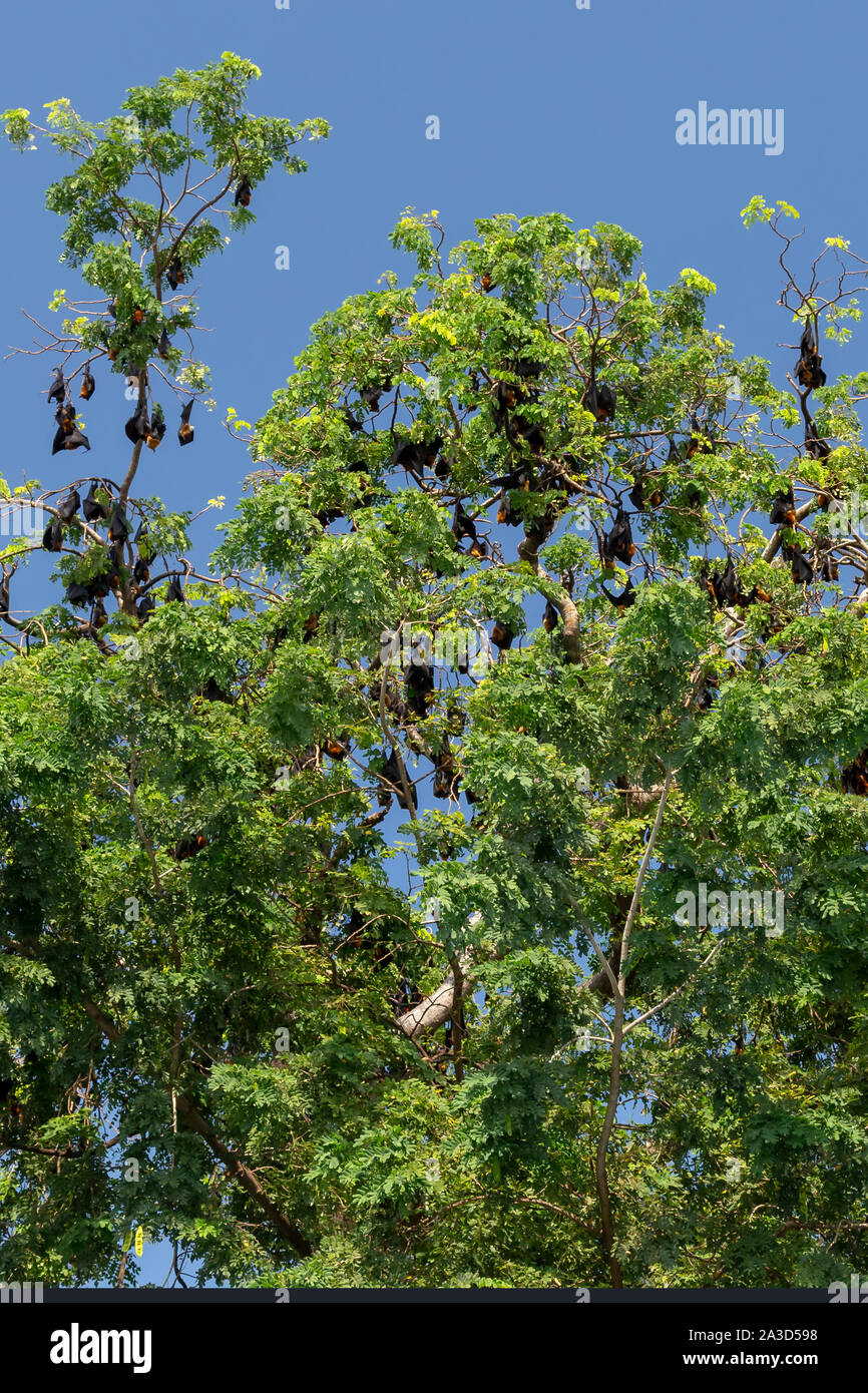 Flughunde hängen von den Bäumen in Kambodscha Stockfoto