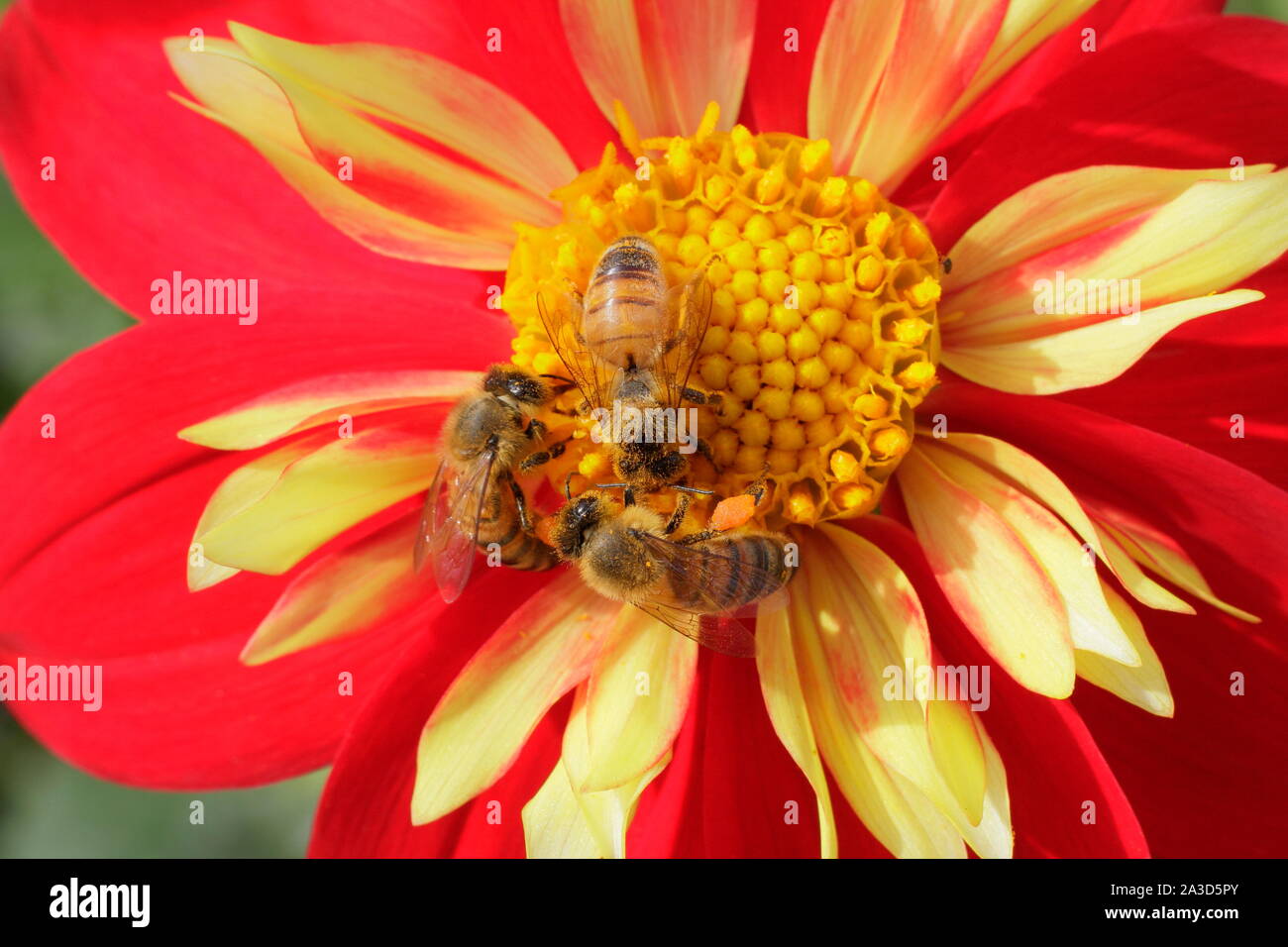 Apis mellifera auf dahlie 'Ann Breckenfelder'. Drei Honigbienen Feldhäcksler auf einer dahlie im Spätsommer. Großbritannien Stockfoto