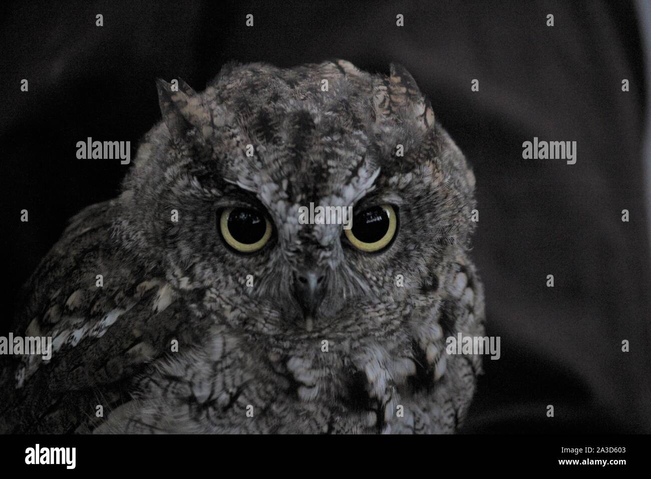 Western Screech Owl (Otus kennicotti) als Gefangener auf einem Bauernhof in Scherlebeck, Deutschland Stockfoto