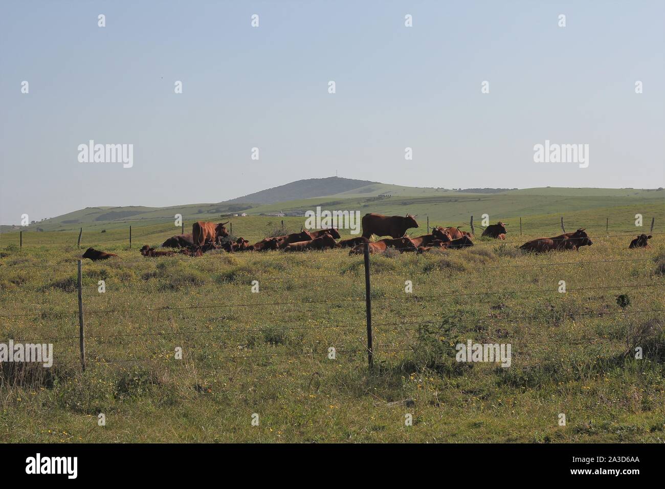 Grünland Weide mit weidenden Kühen in der Nähe von Boknes, östliches Kap, Südafrika Stockfoto