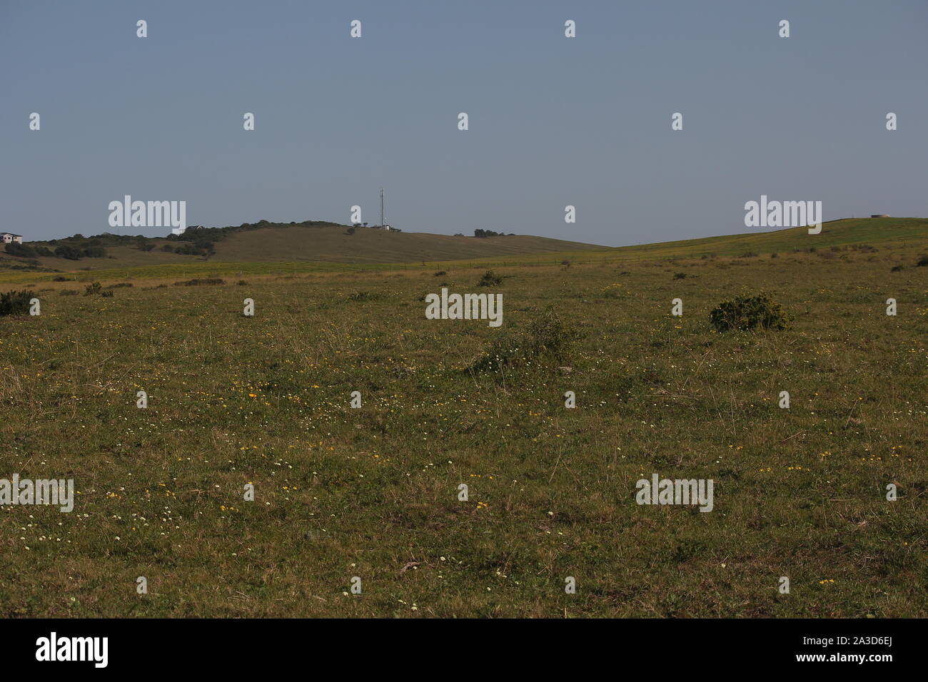 Grünland mit eindringenden Sträucher in der Nähe von Boknes, östliches Kap, Südafrika Stockfoto