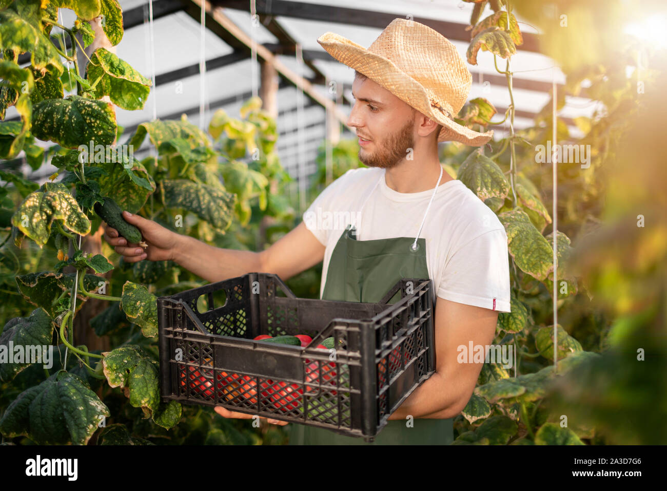 Junge Bartgeier männlichen Arbeitnehmers ernten Gurken in einem sonnigen Gewächshaus Stockfoto