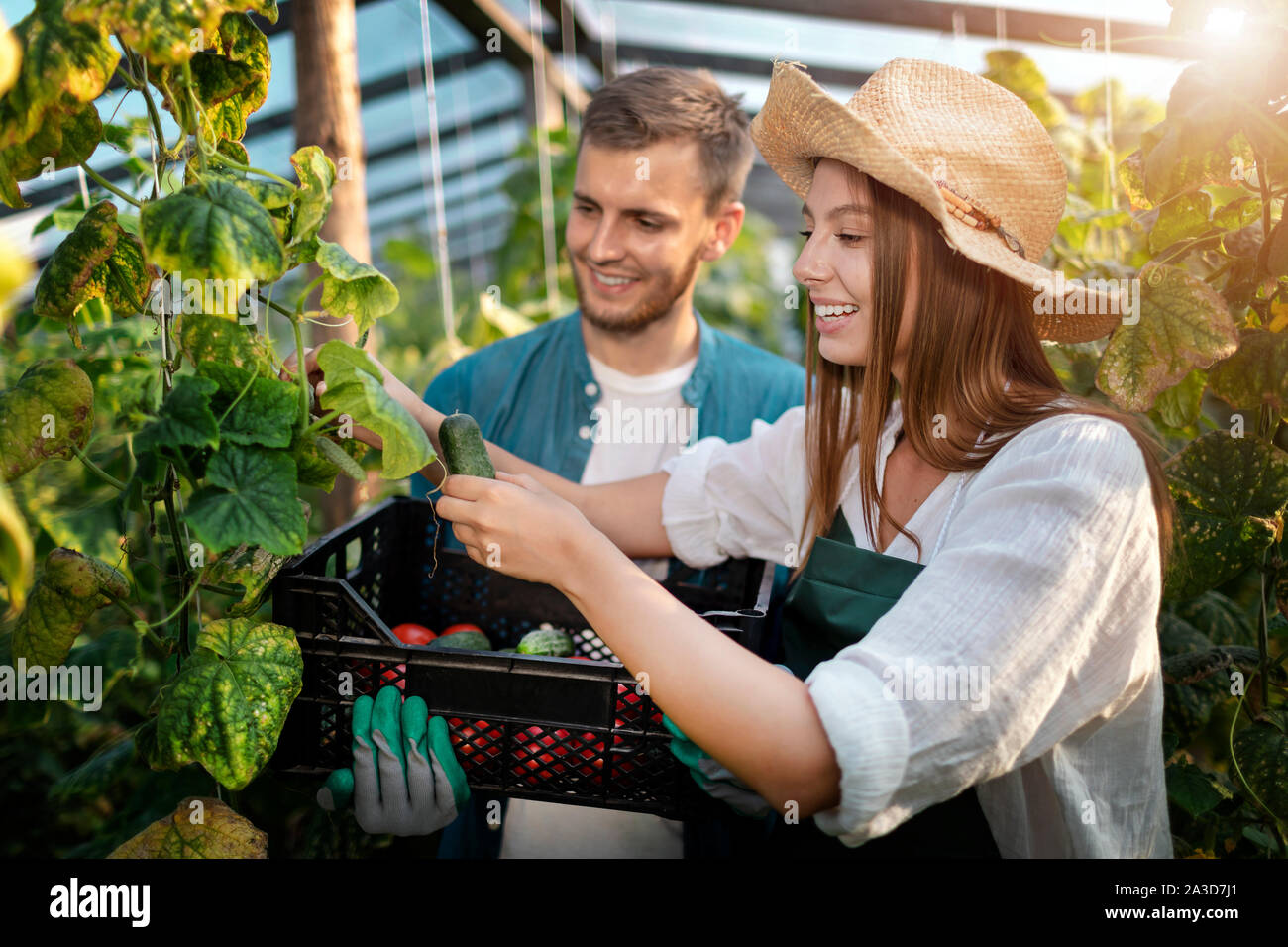 Junge männliche Arbeiter unterstützt seine weiblichen Kollegen, während Beschneiden Gurken im Gewächshaus Stockfoto