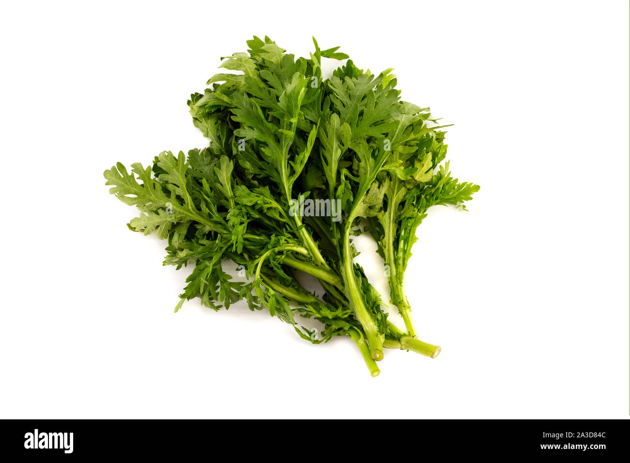 Eine Charge von Tung Ho, Chrysantheme Grüns, auf weißem Hintergrund Stockfoto