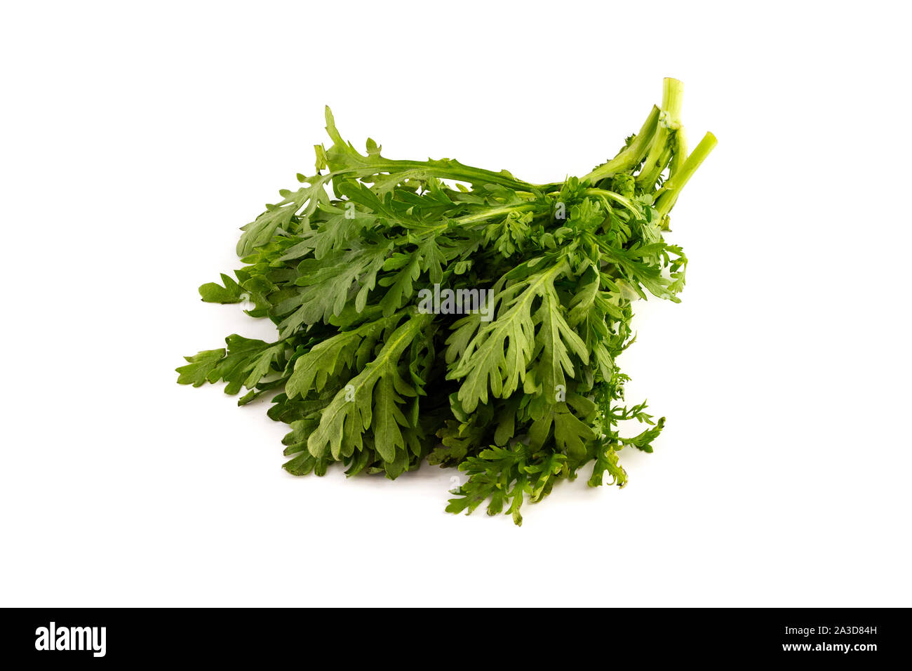 Eine Charge von Tung Ho, Chrysantheme Grüns, auf weißem Hintergrund Stockfoto