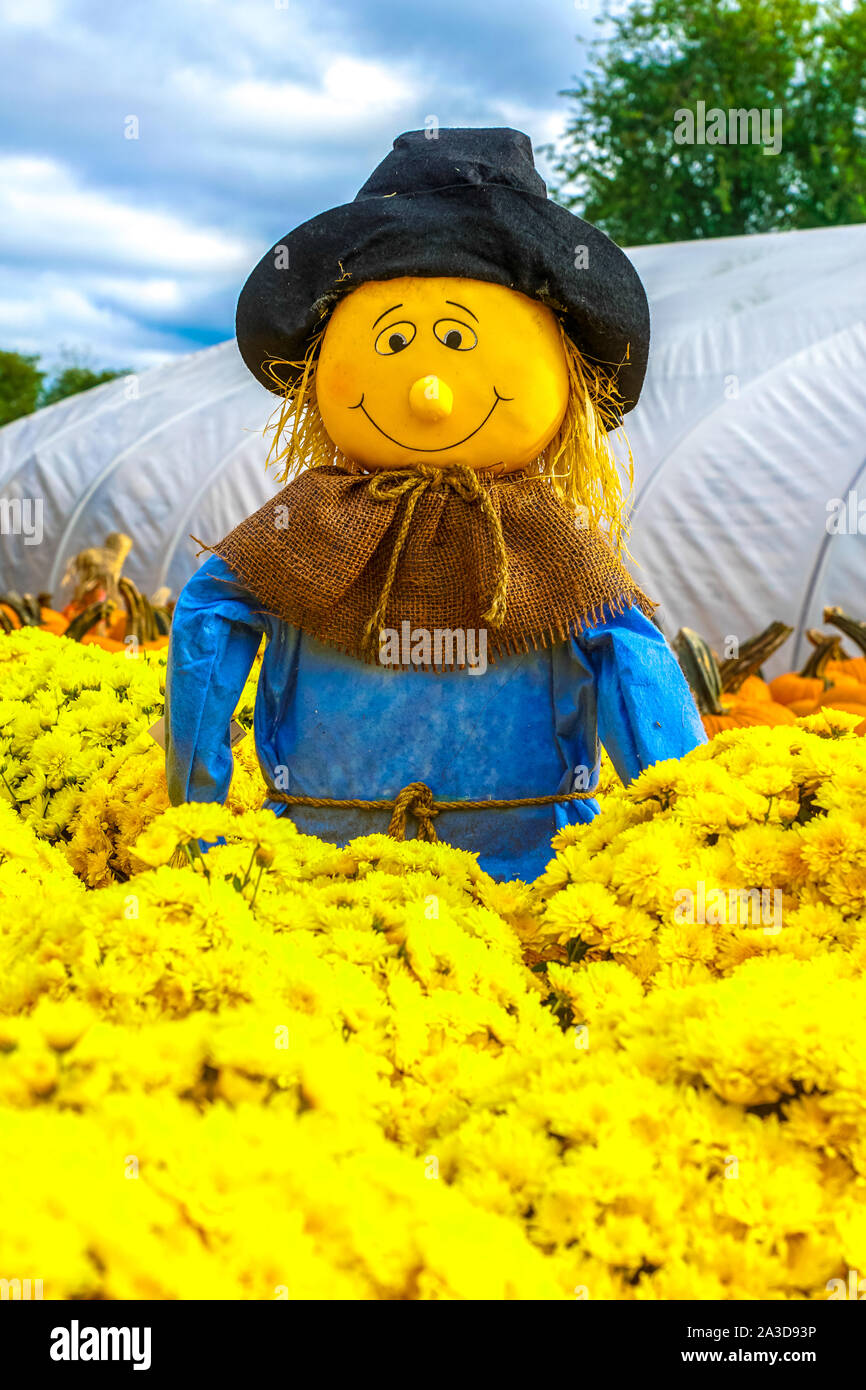 Cute Scarecrow von schönen Gelb Herbst Blumen umgeben. Stockfoto