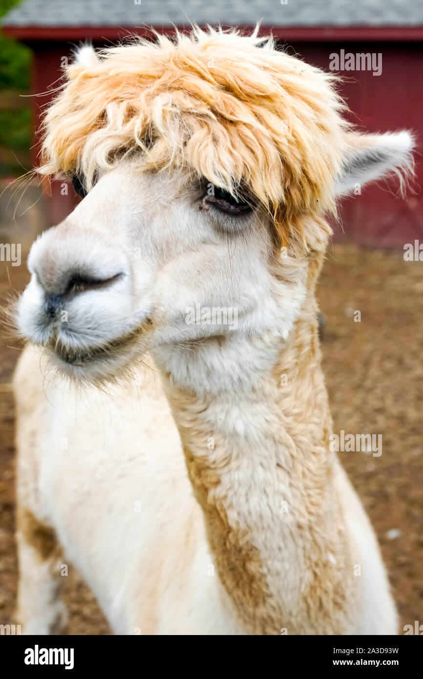 Süße Lama posiert für die Kamera in einem New Jersey Farm. Stockfoto