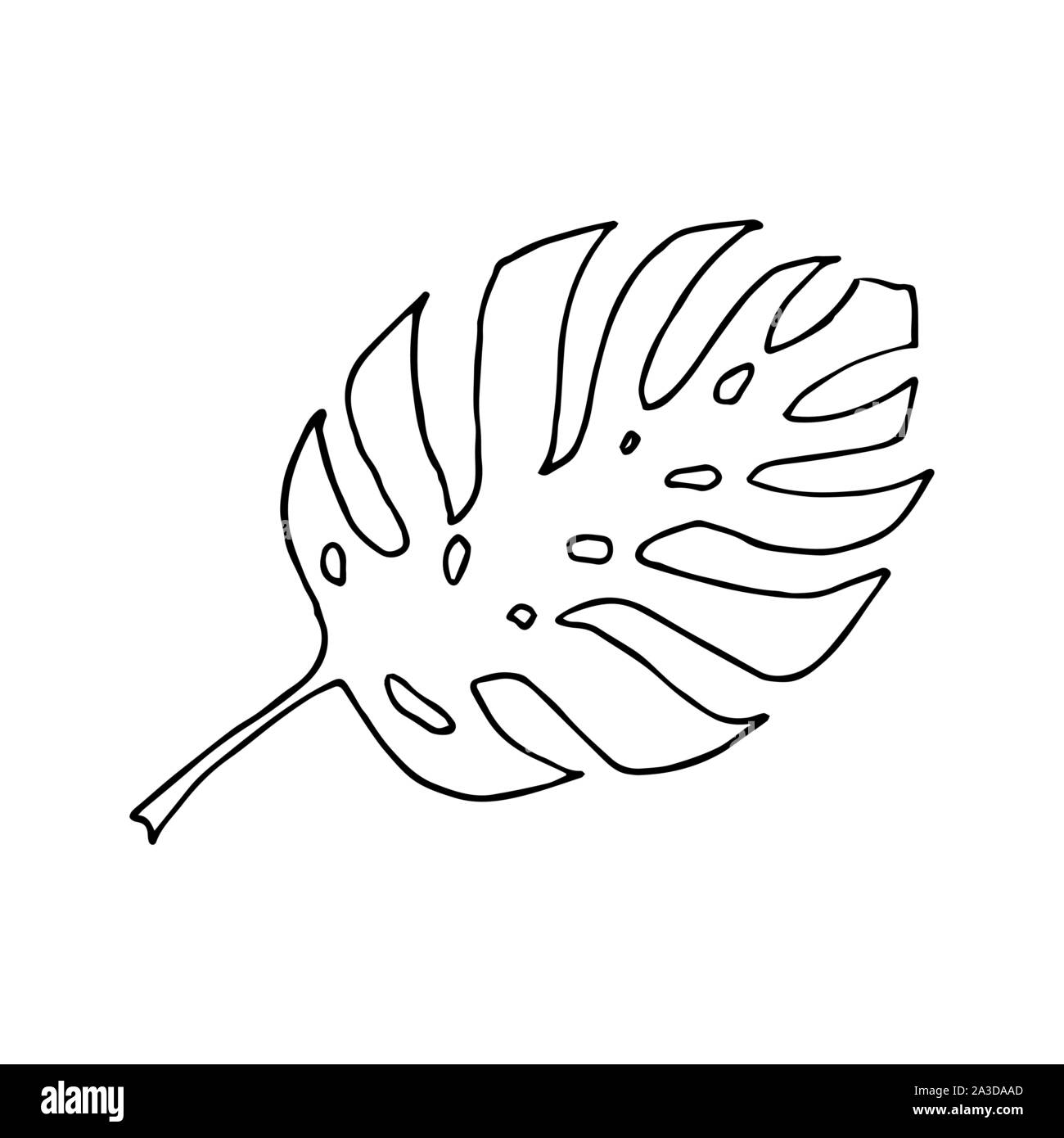 Monstera pflanze Blatt. Line Art doodle Skizze. Schwarzer Umriss auf weiem  Hintergrund. Bild kann in Grukarten, Poster, Flyer, Banner, Logo,  botanische Design etc. Vector Illustration verwendet werden. EPS 10  Stock-Vektorgrafik - Alamy