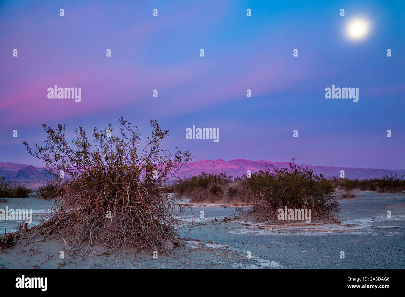 Mond und Sträucher in der Nähe von Kaunas flachen Sand Dünen, Death Valley National Park, Kalifornien, USA Stockfoto