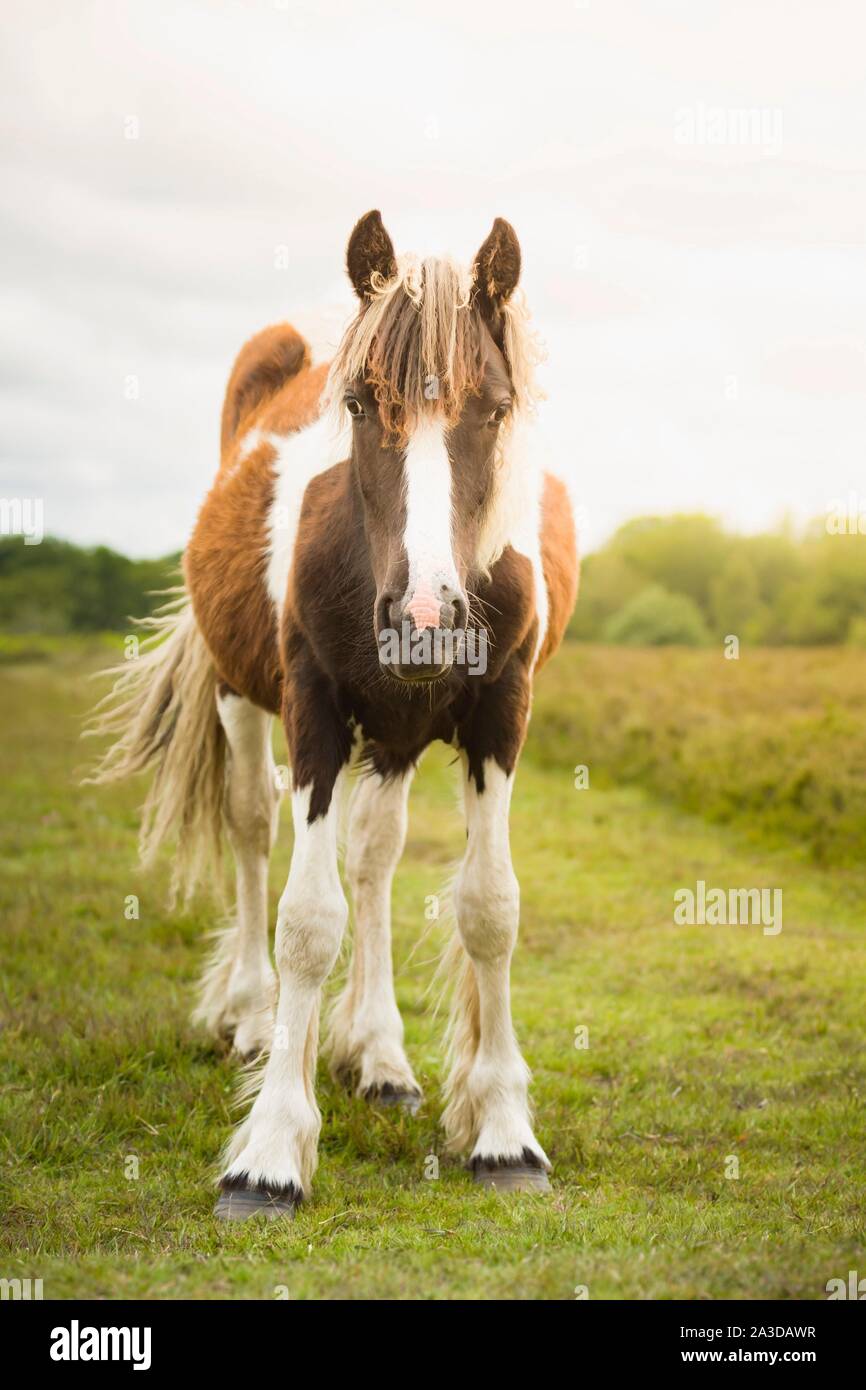 Wildes Pony im New Forest, Hampshire, Großbritannien Stockfoto