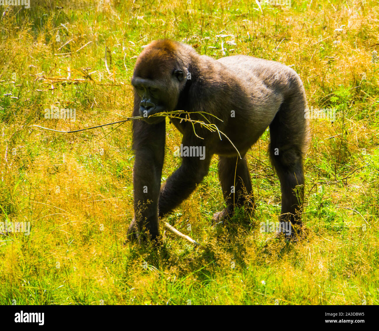 Porträt eines westlichen Flachlandgorilla wandern durch das Gras, kritisch bedrohte Tierart aus Afrika Stockfoto