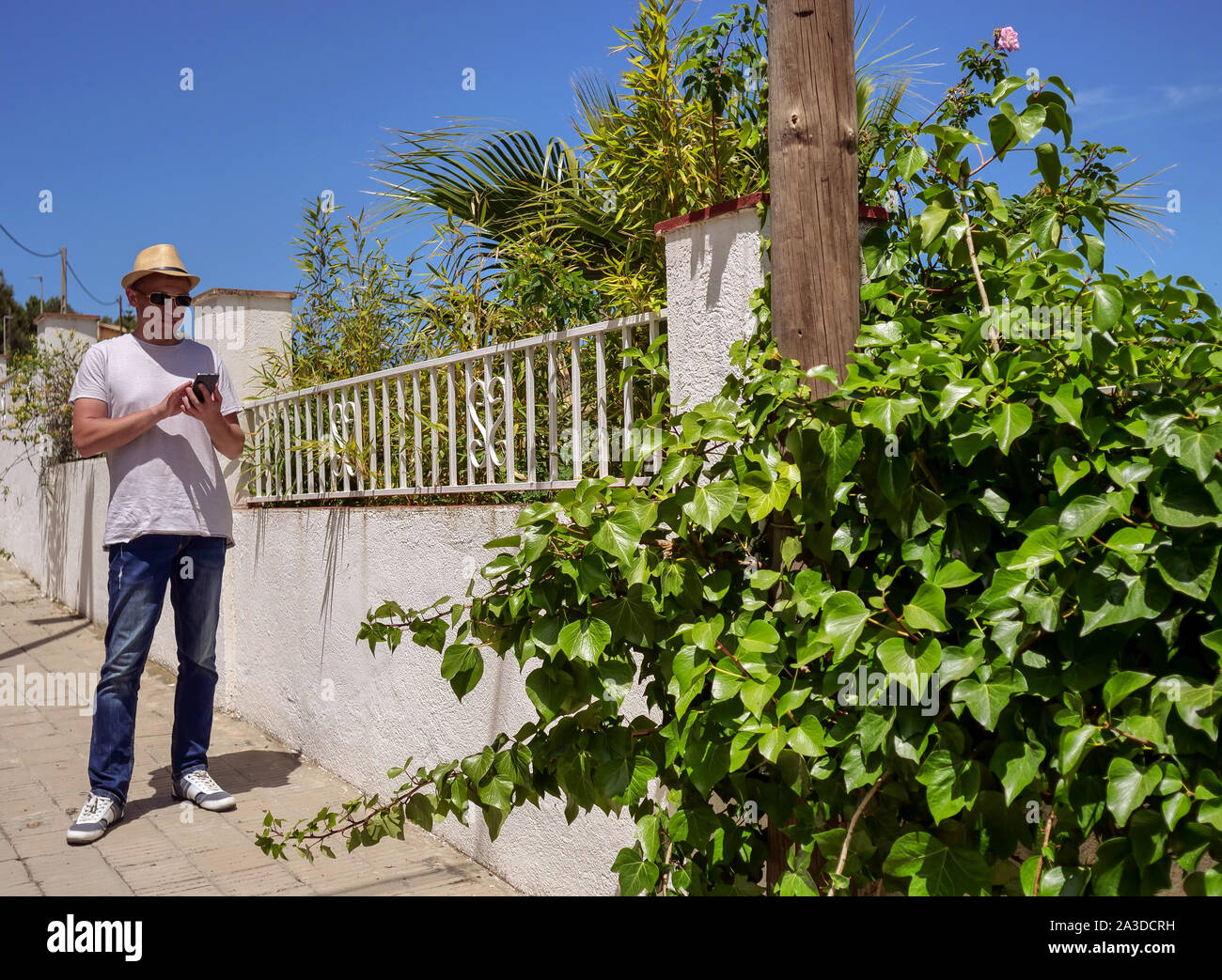Ein riesiger Green Bush von Efeu wächst in der Nähe des Zauns, ein Kerl mit einem Telefon in der Nähe ist unscharf Stockfoto