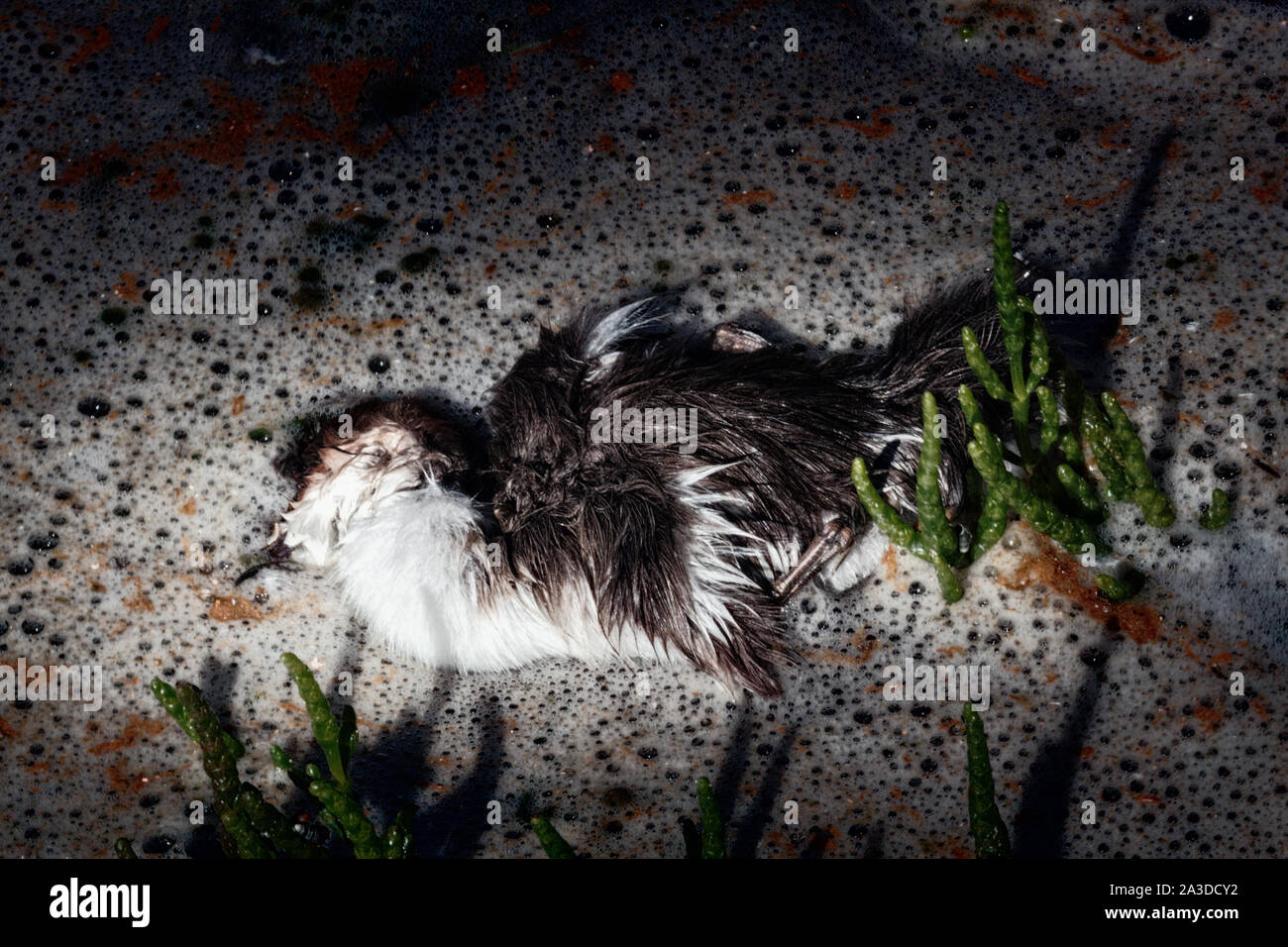 Die entlein, verloren Birdy merganser Enten schwimmen auf Wellen von dichten Schaum. Vielleicht Küken gestorben, weil der Wasserverschmutzung, Vergiftung von Tieren Stockfoto
