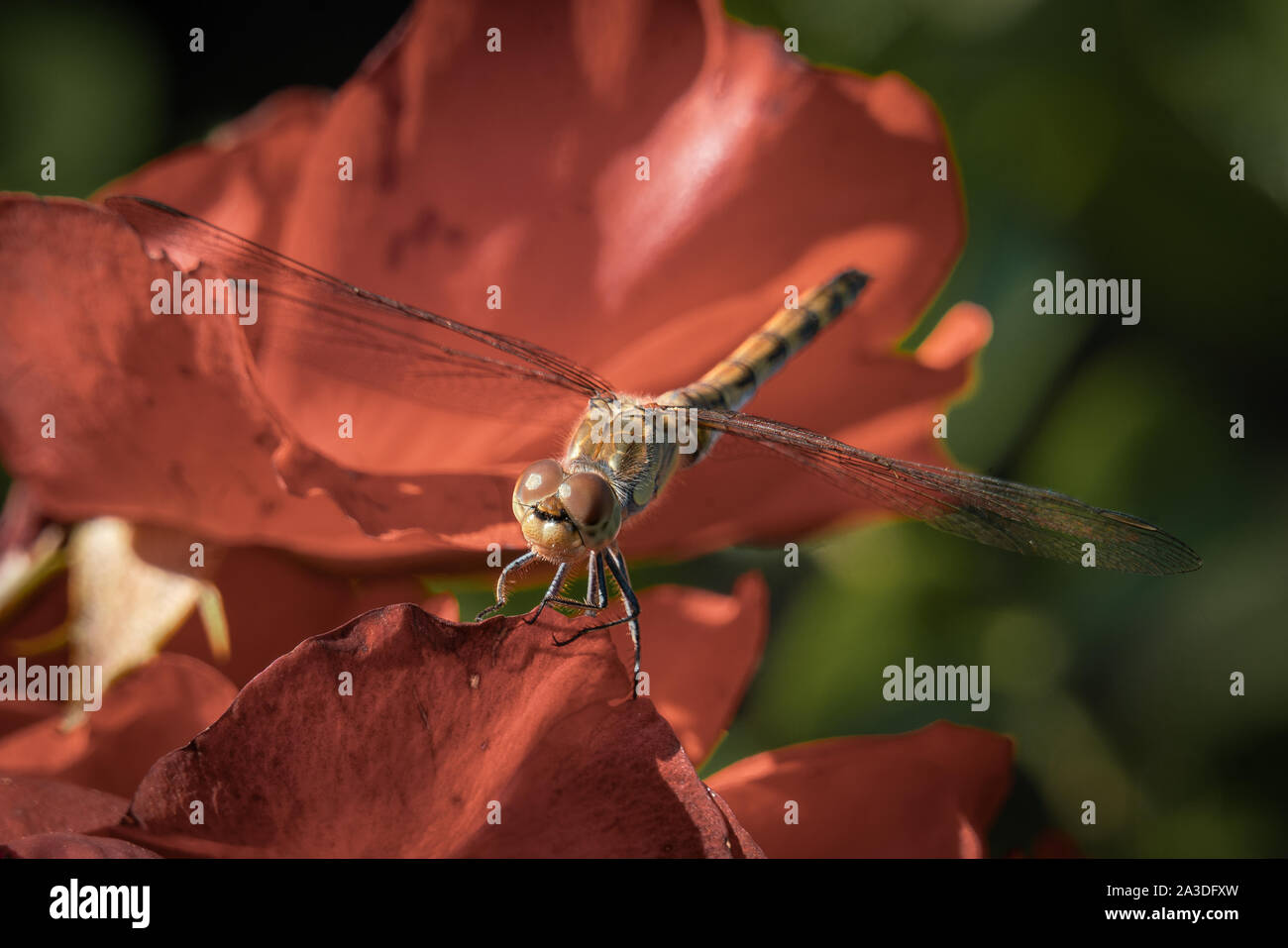 Detaillierte Makro Nahaufnahme von einem braunen Libelle mit durchsichtigen Flügeln sitzt auf einem roten Rosenblüte Stockfoto