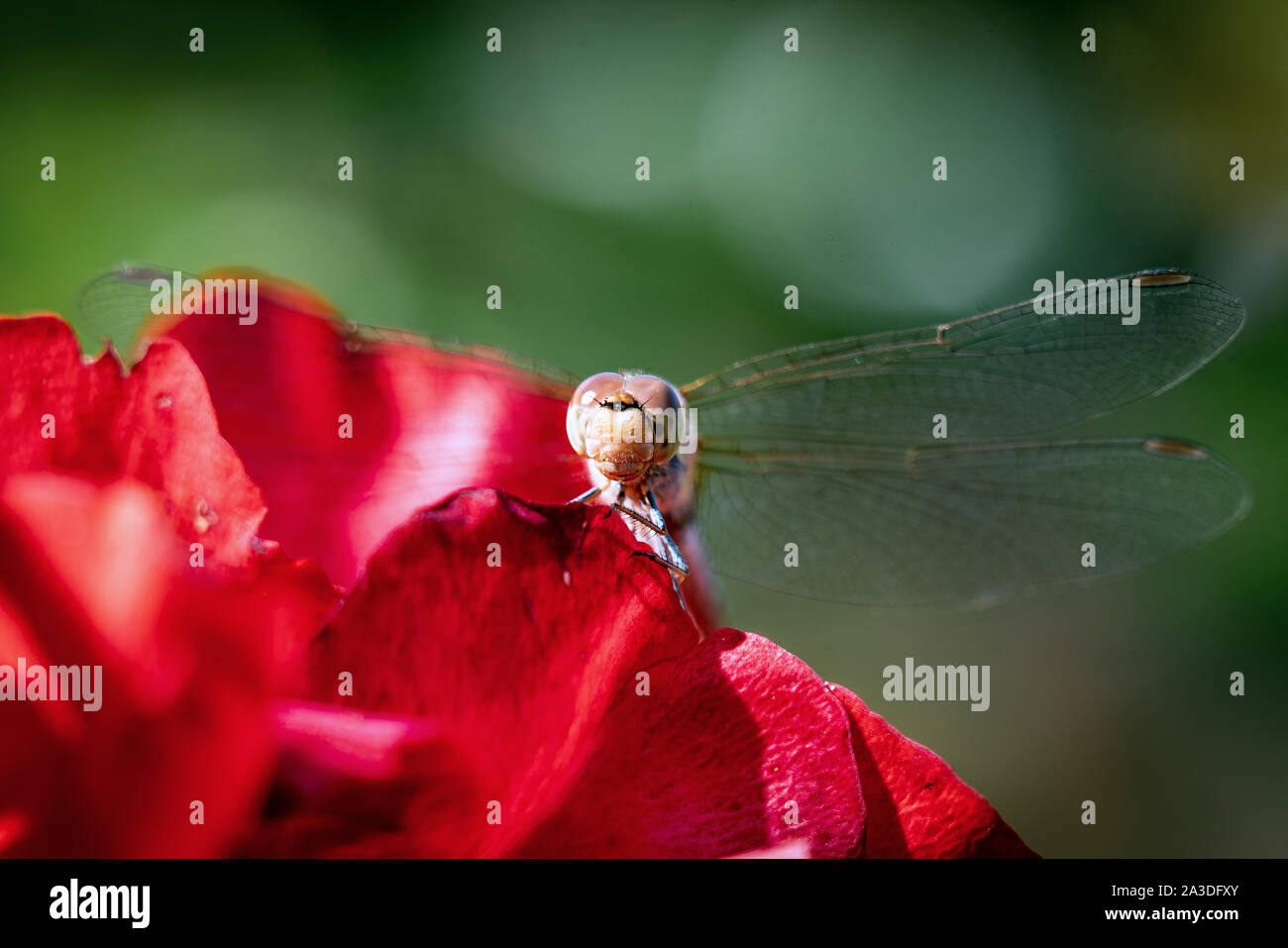 Detaillierte Makro Nahaufnahme von einem braunen Libelle mit durchsichtigen Flügeln sitzt auf einem roten Rosenblüte Stockfoto