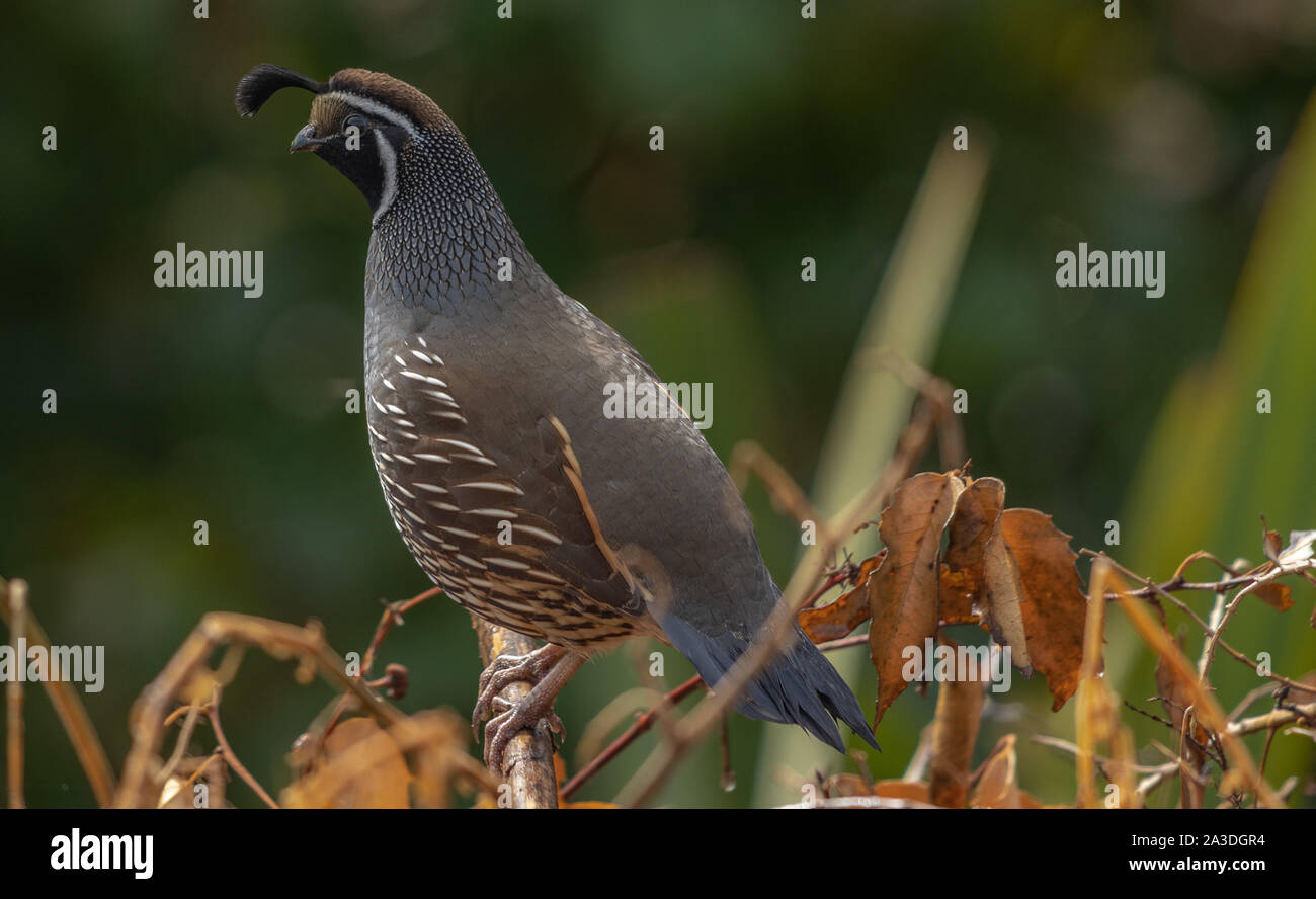 Kalifornische Wachtel thront auf Garten Ablagerungen Stockfoto