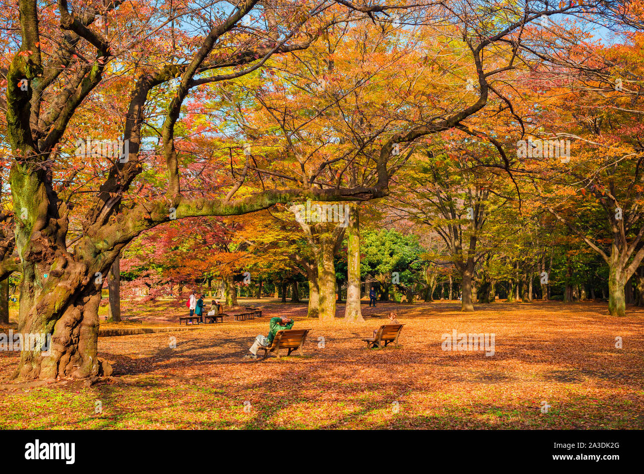 Yoyogi Park schöne Herbst und Laub in Tokio Stockfoto