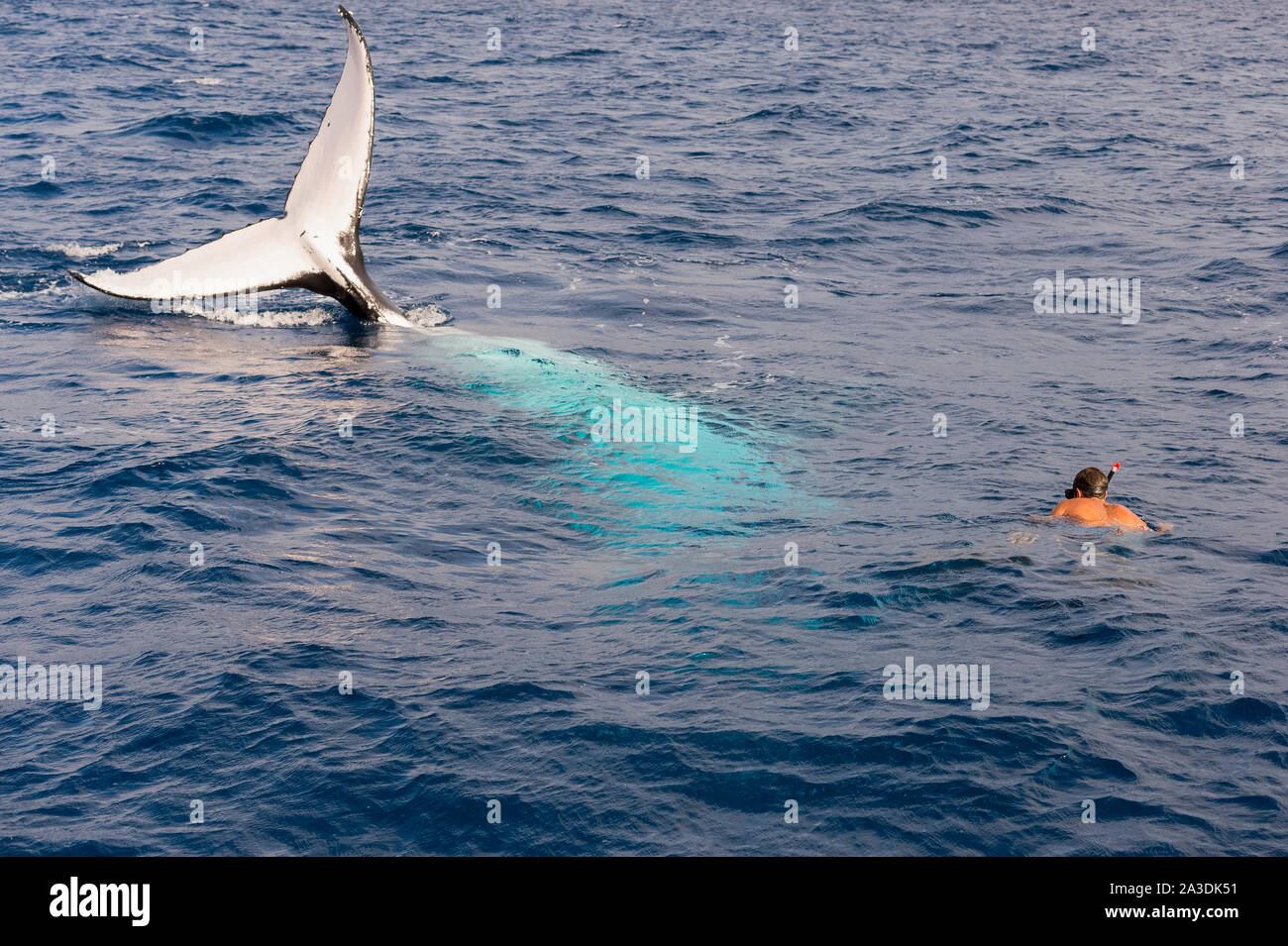 Megaptera novaeangliae, ein Buckelwal und Schwimmer, Tonga, South Pacific Ocean Stockfoto