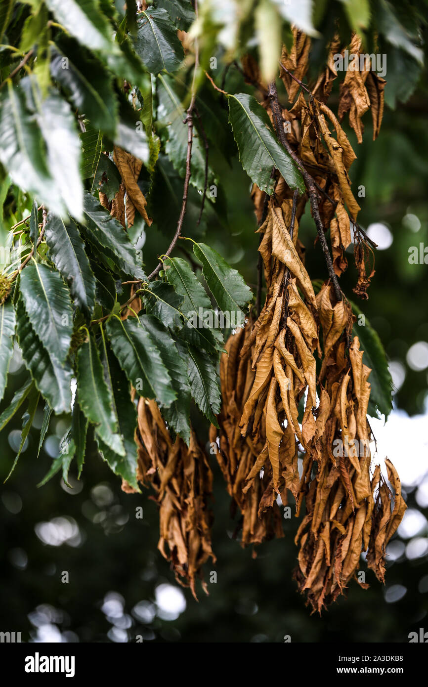 Ein paar braune Blätter hängen neben lebhaften gesunde grüne Blätter Stockfoto