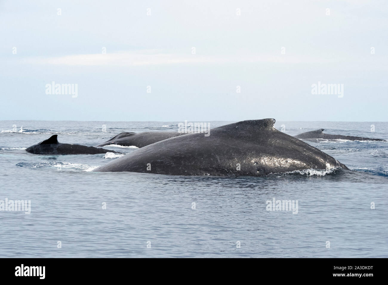 Gruppe von walen Fotos und Bildmaterial in hoher Auflösung Alamy