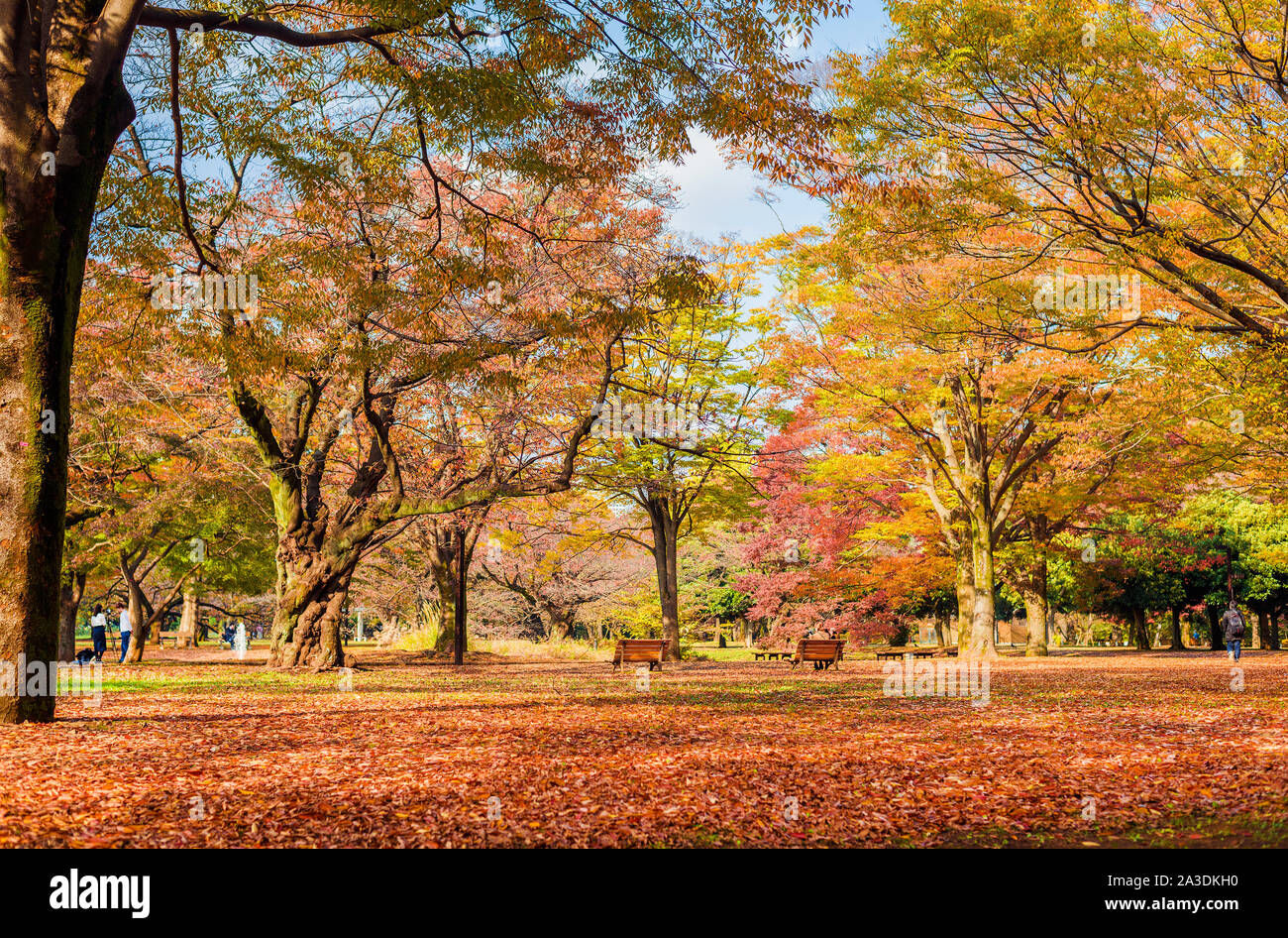 Yoyogi Park schöne Herbst und Laub in Tokio Stockfoto
