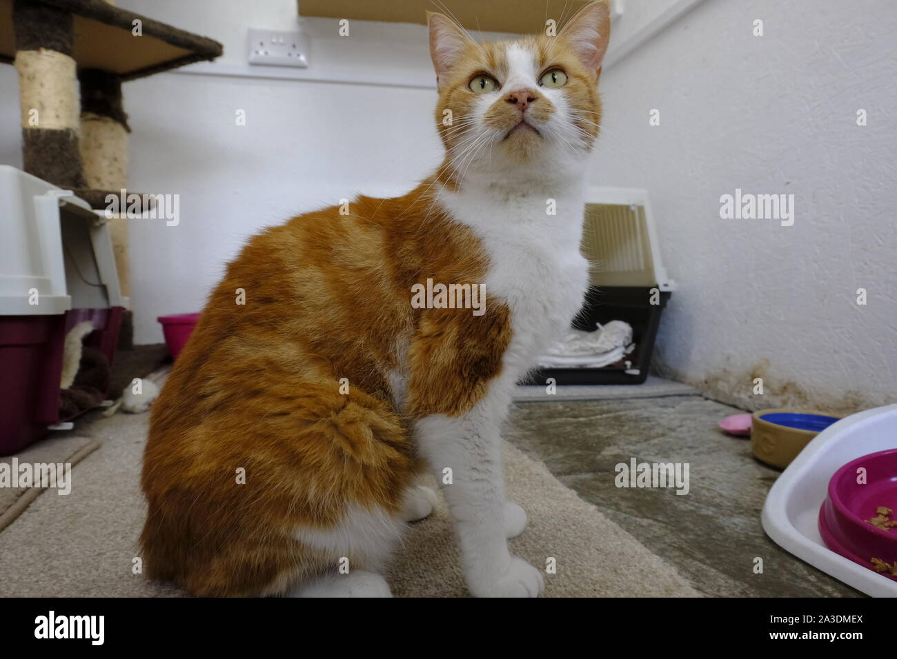 West Sussex, England, UK. Eine geringe Aussicht auf einen Erwachsenen Ingwer und weisse Katze in Stift in Katze Tierheim Stockfoto