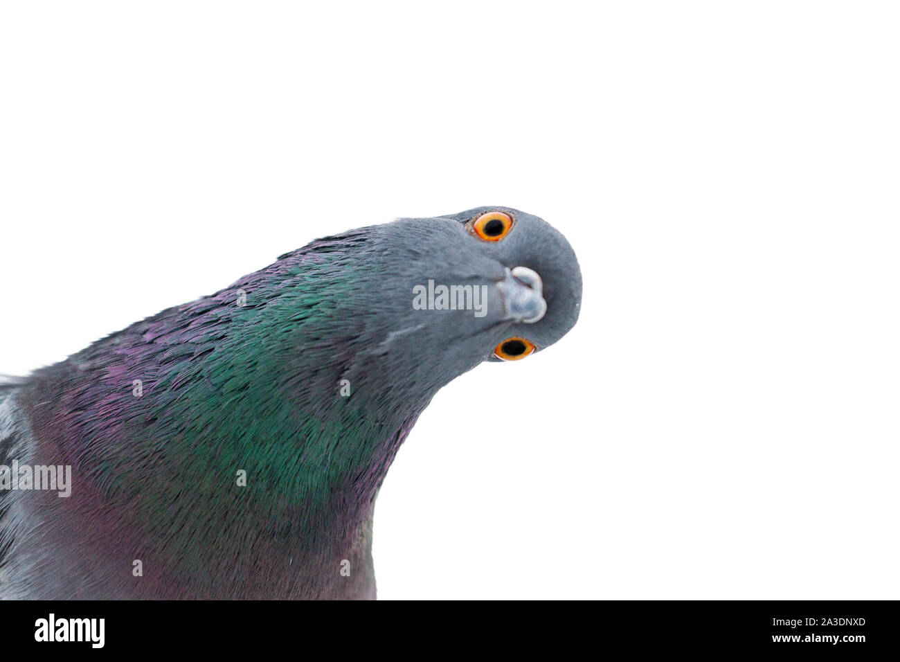 Taube ist weit geöffneten Augen schauen mit Interesse an der Kamera Stockfoto