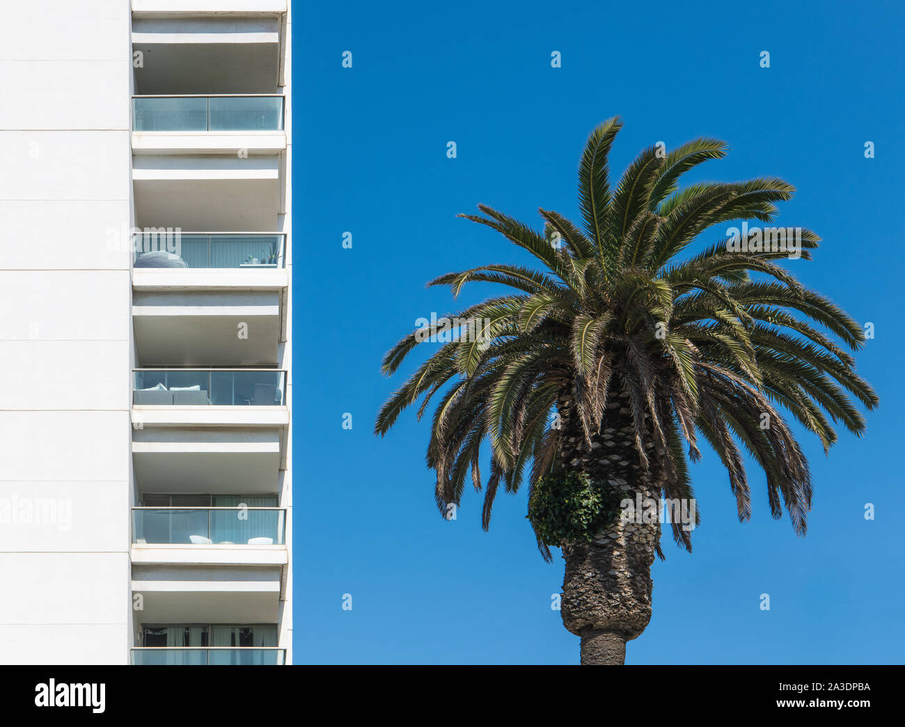 Modernes weißes Gebäude mit mehreren Ebenen der Balkone mit einer Palme unter einem perfekten blauer Himmel in Santa Monica, Kalifornien Stockfoto